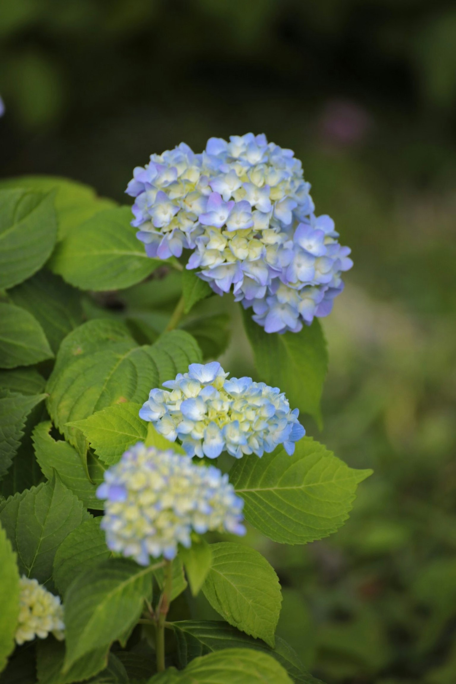Flores de hortensia azules y blancas rodeadas de hojas verdes