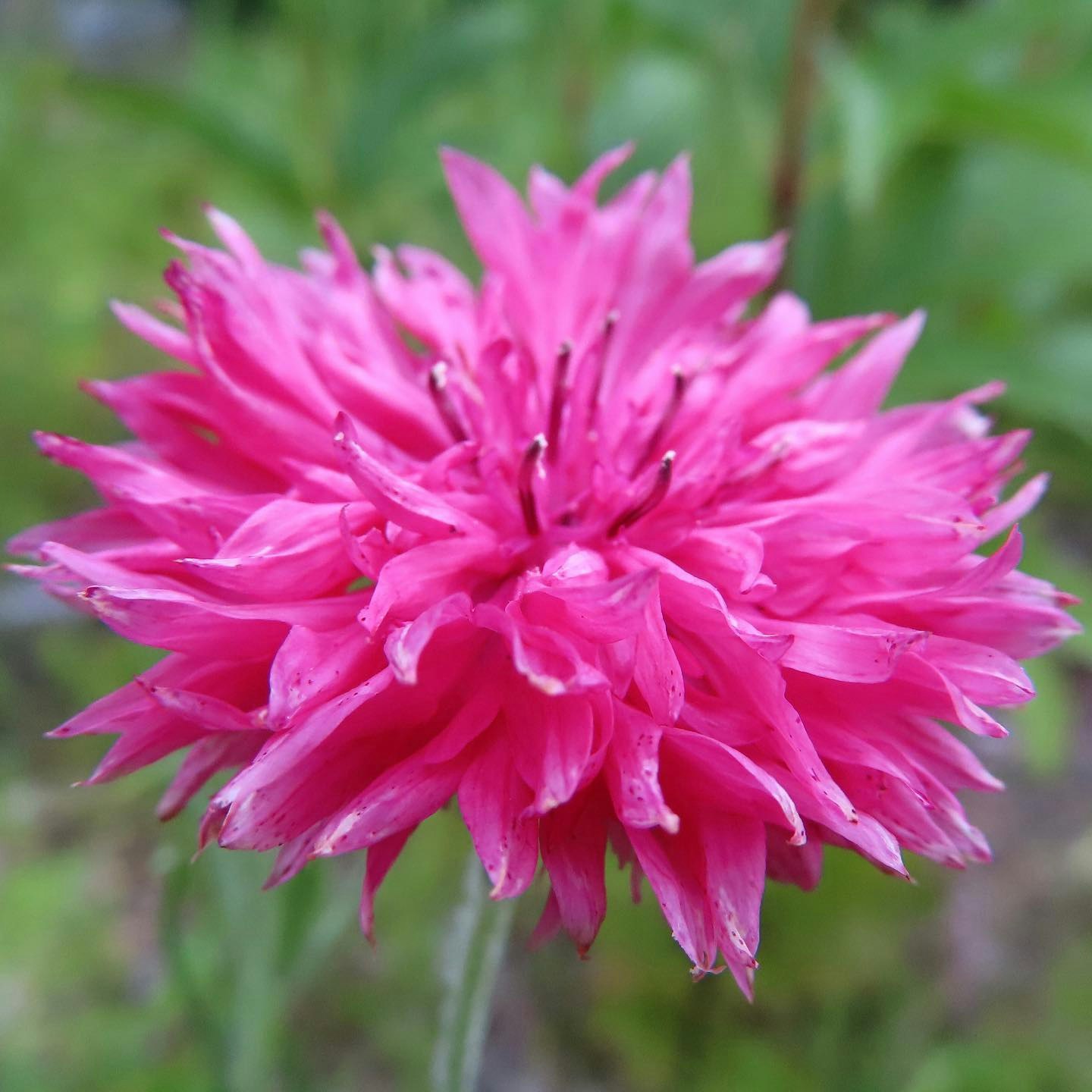 ピンクの花のクローズアップ