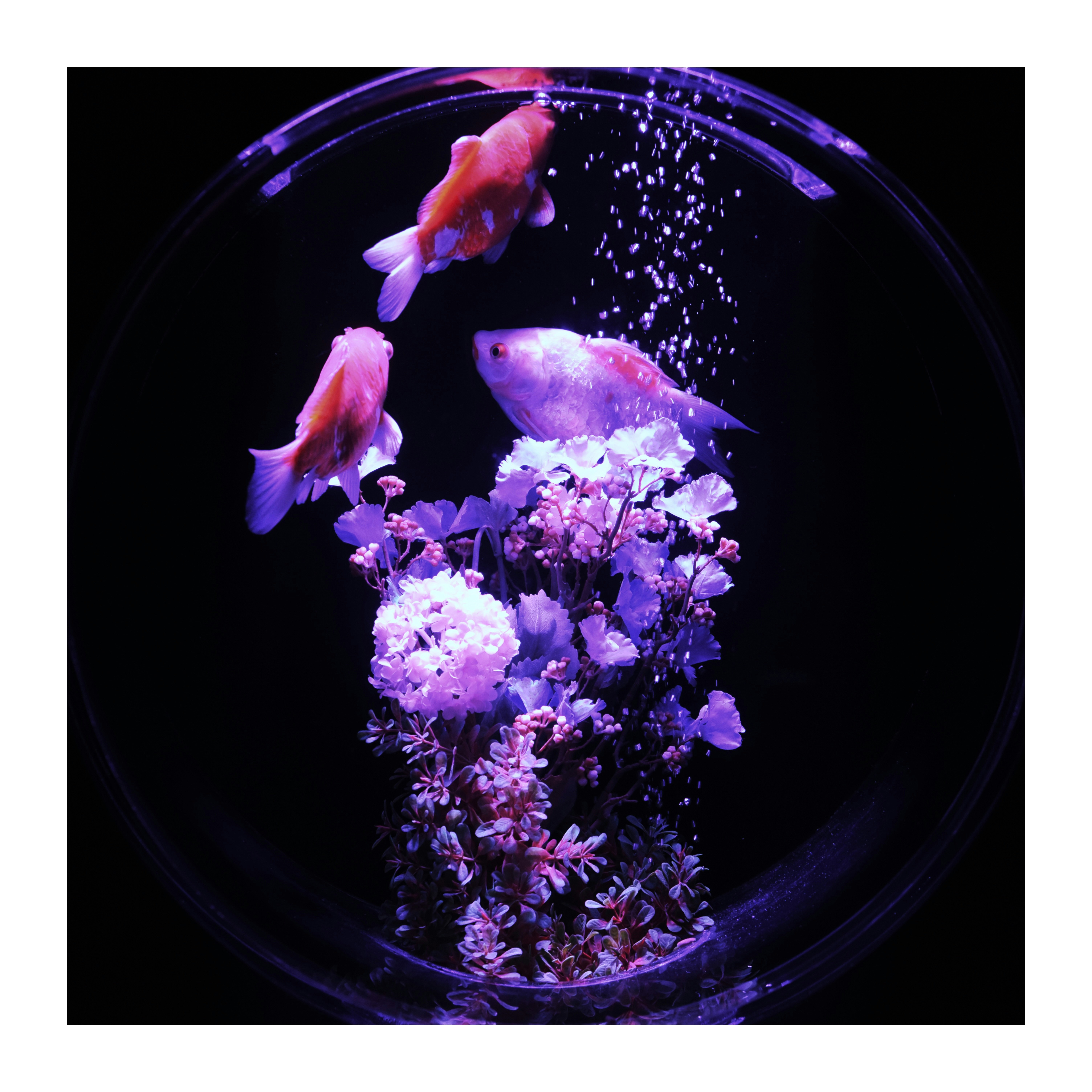 花束の周りに舞う色とりどりの金魚