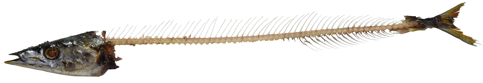 Specimen of a long fish skeleton showing the head and tail