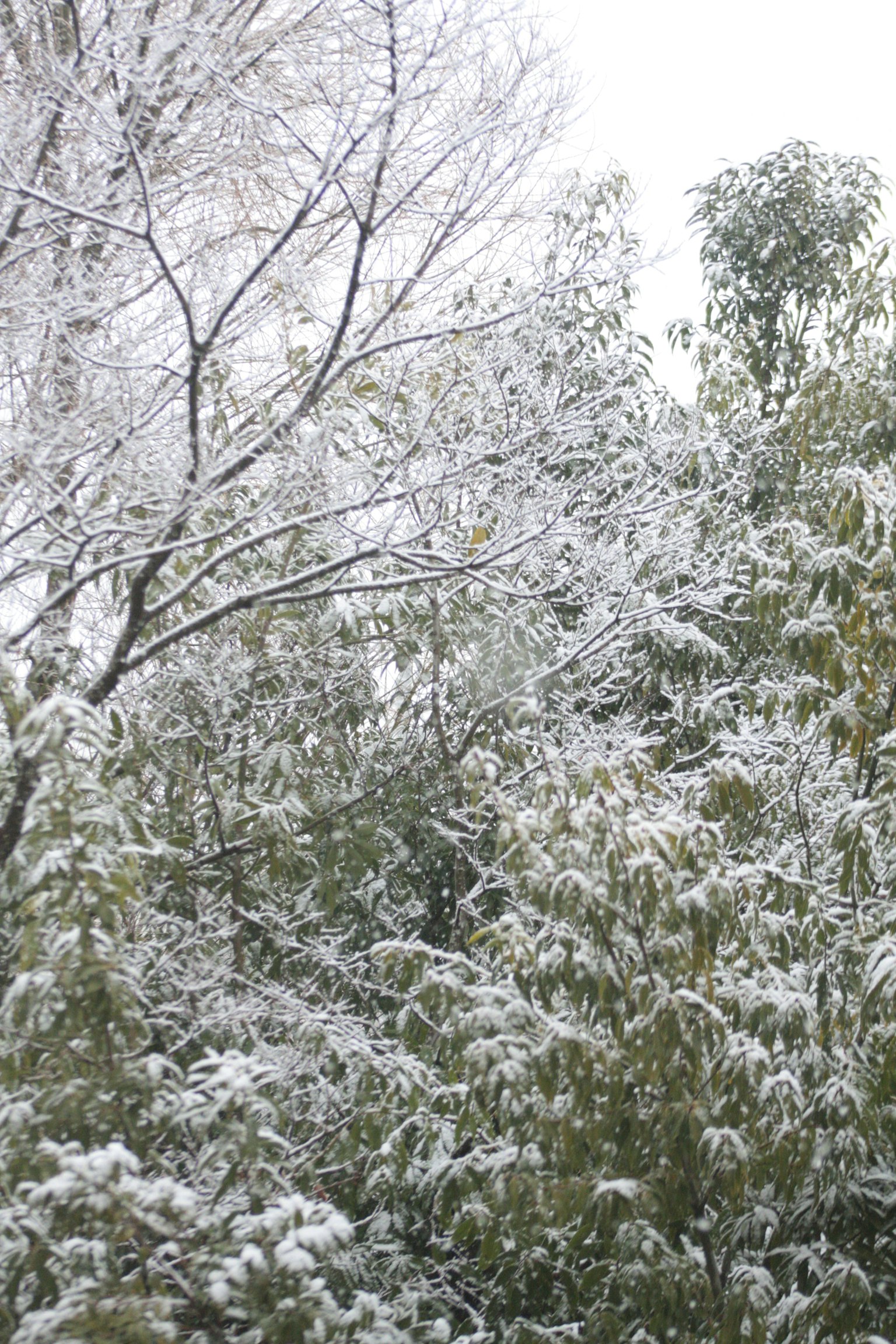 冬季景观，树木和树枝被雪覆盖
