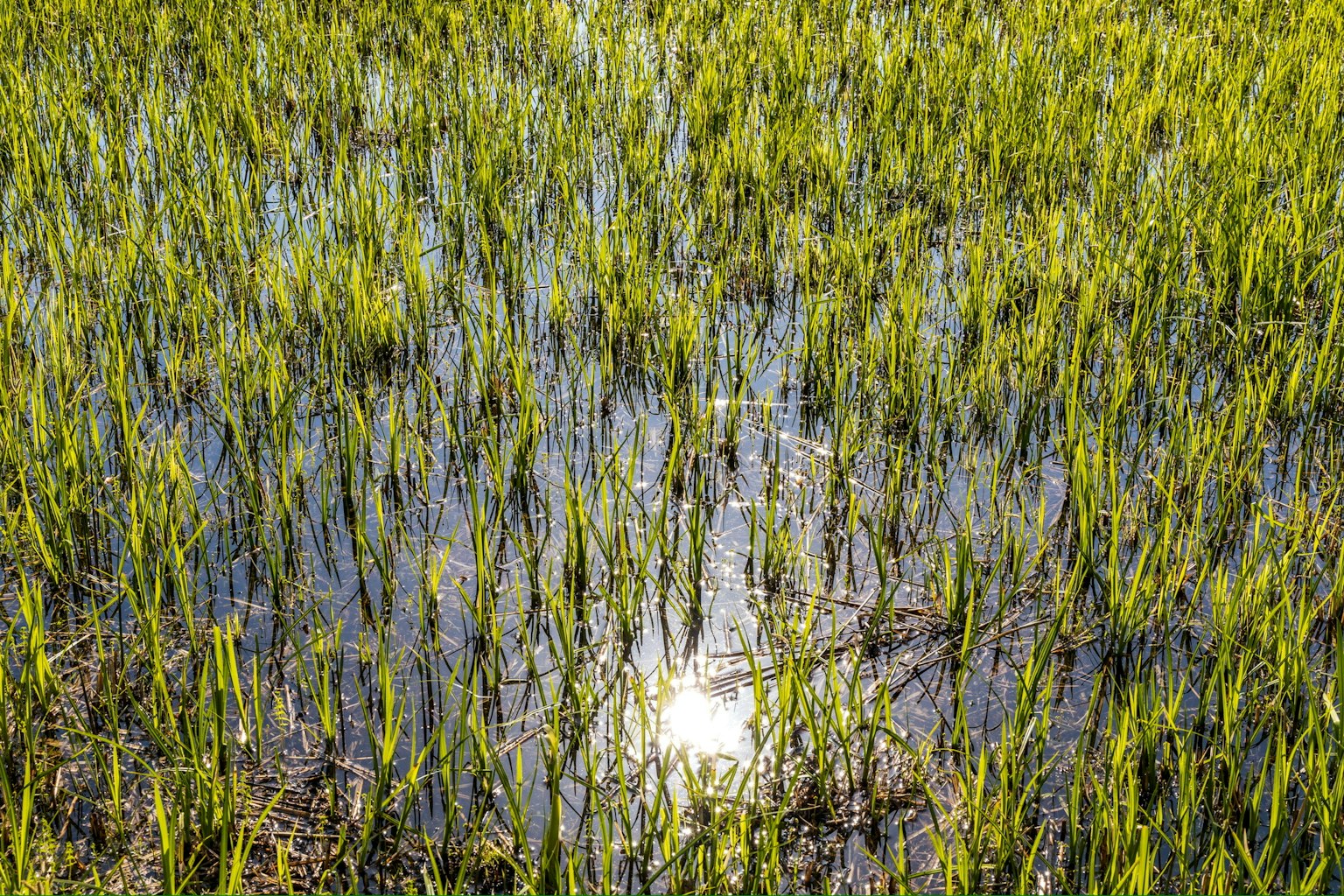Plantas de arroz verdes y exuberantes en un campo inundado reflejando la luz del sol en la superficie del agua