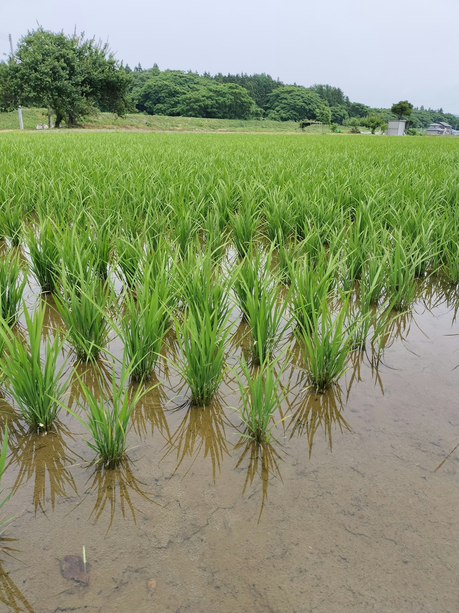 Lush green rice plants growing in a flooded field