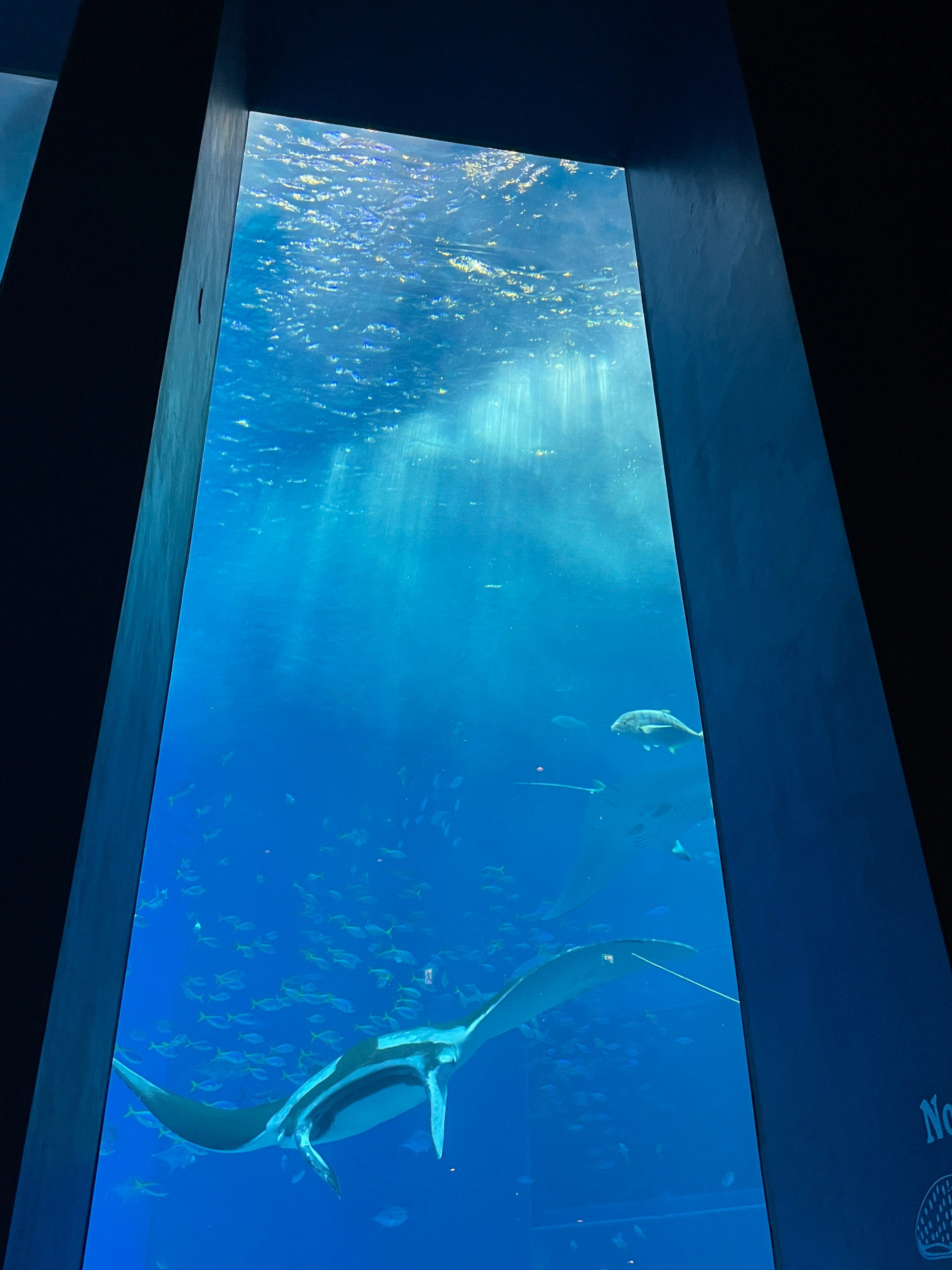水族馆玻璃窗外的海豚在水下游动