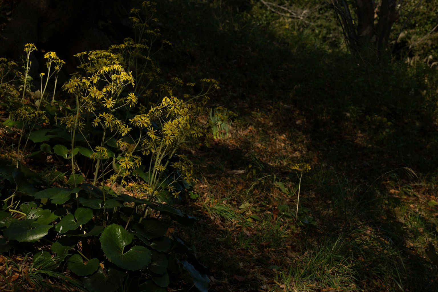 Bunga kuning dan daun hijau di hutan gelap