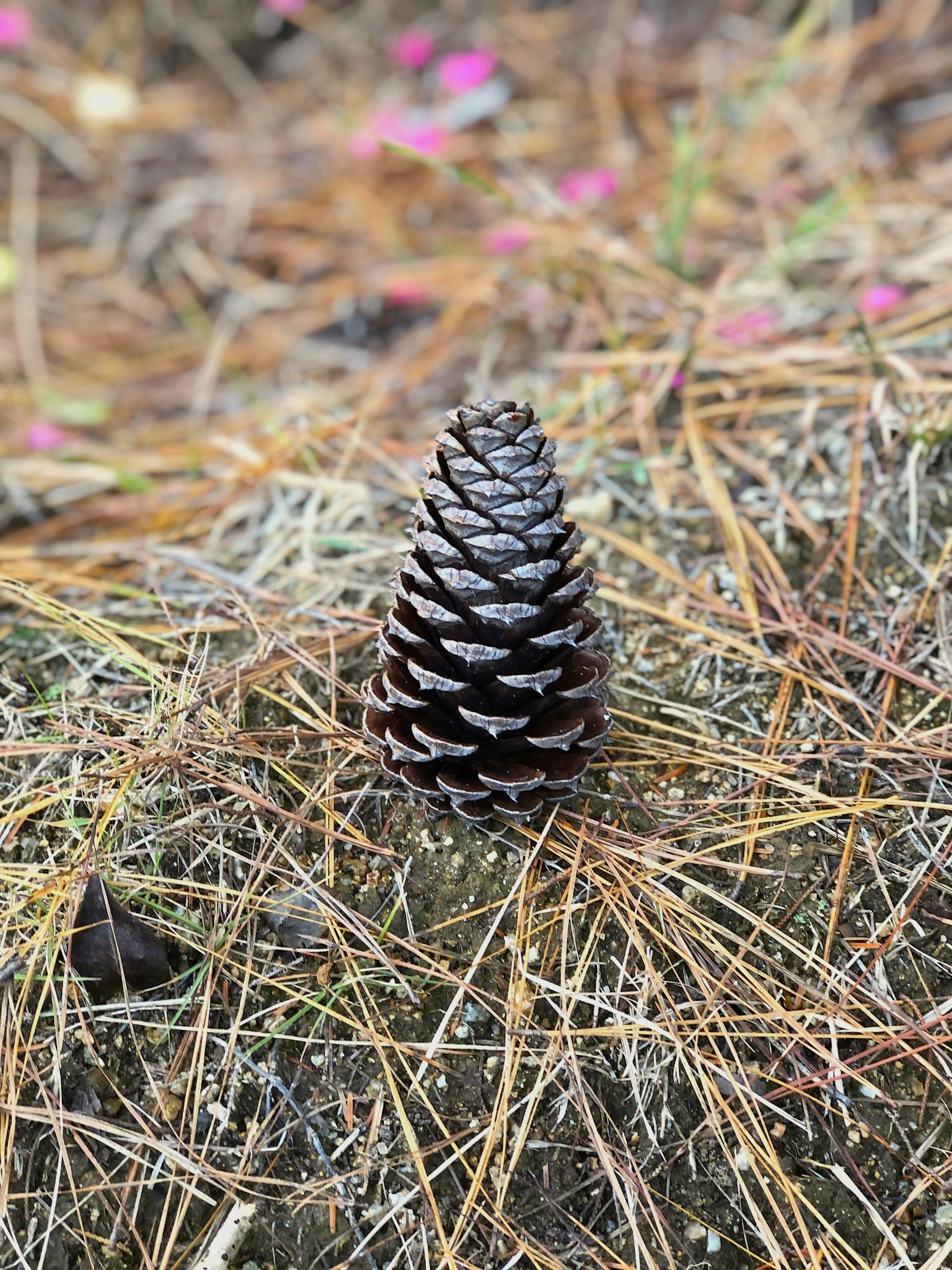 Sebuah kerucut pinus berdiri di tanah dikelilingi oleh jarum pinus