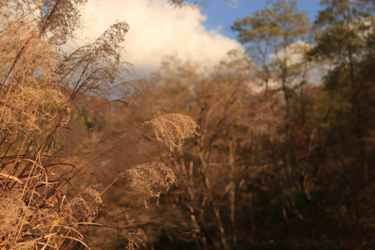 秋天的风景，干枯的草和树木