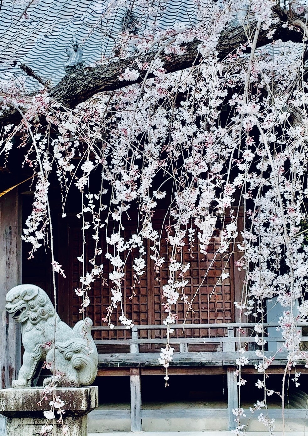 桜の花が咲く寺院の前にある狛犬の像