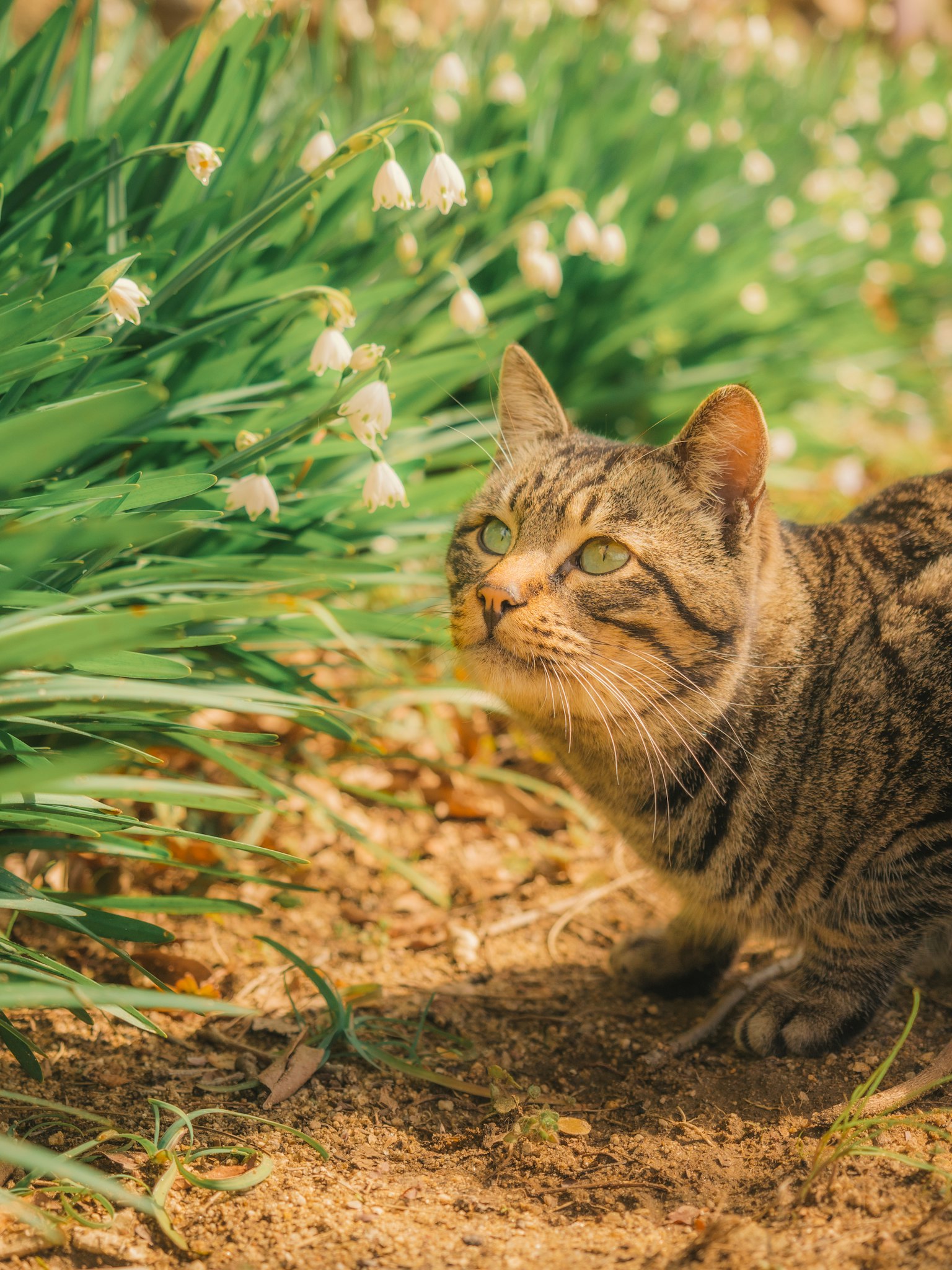 Un gatto che esplora tra l'erba verde e fiori in fiore