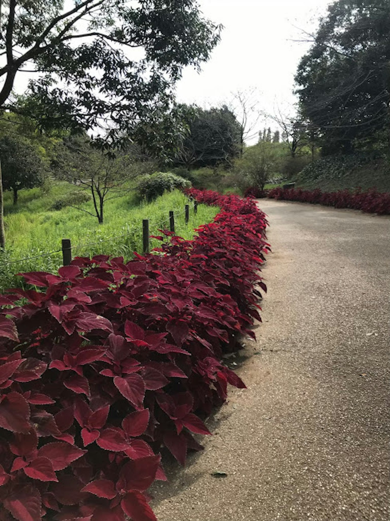 Sentiero fiancheggiato da piante a foglie rosse vivaci e verde lussureggiante