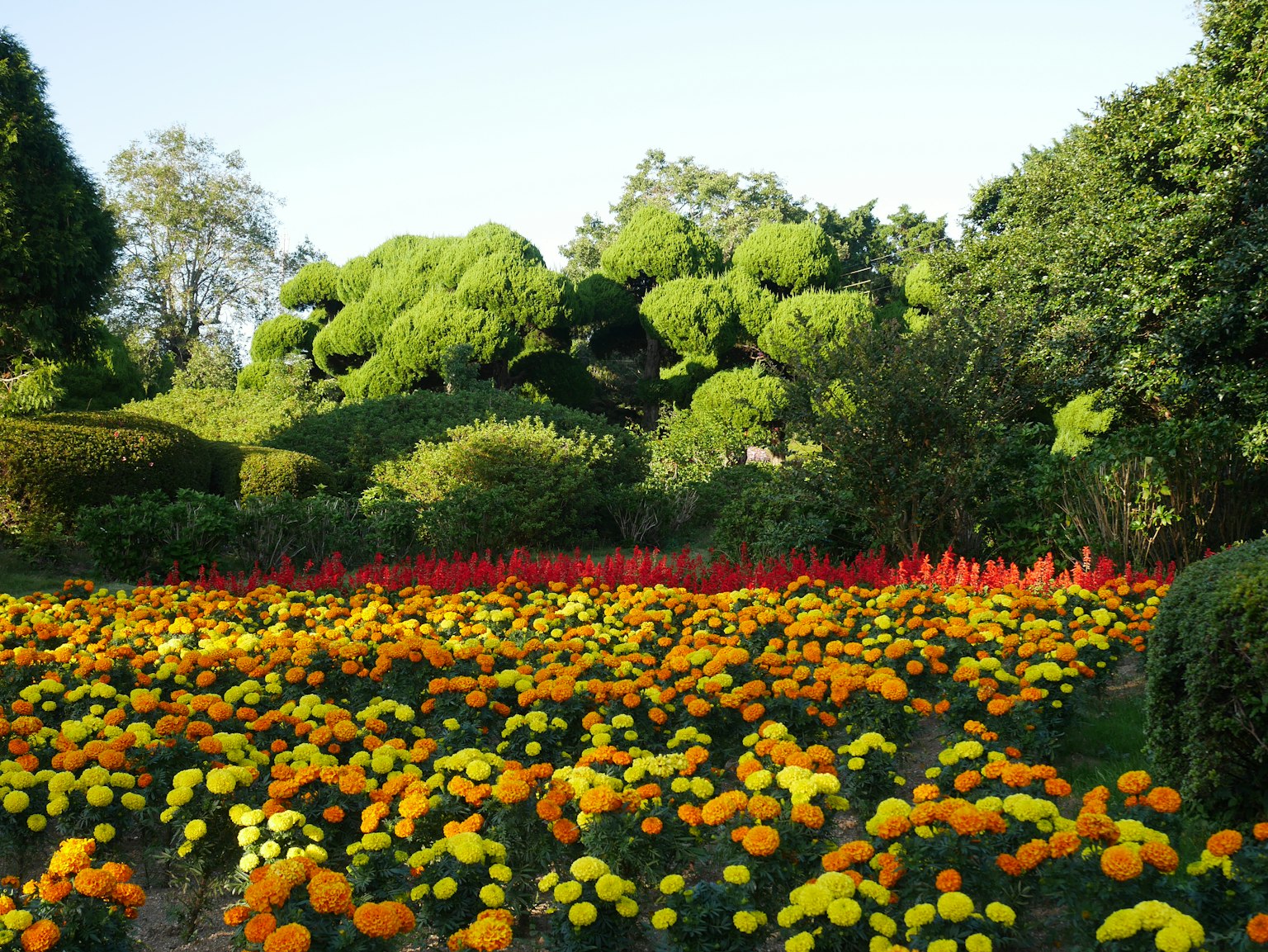 Escena de jardín de flores coloridas con flores vibrantes árboles verdes exuberantes y cielo azul