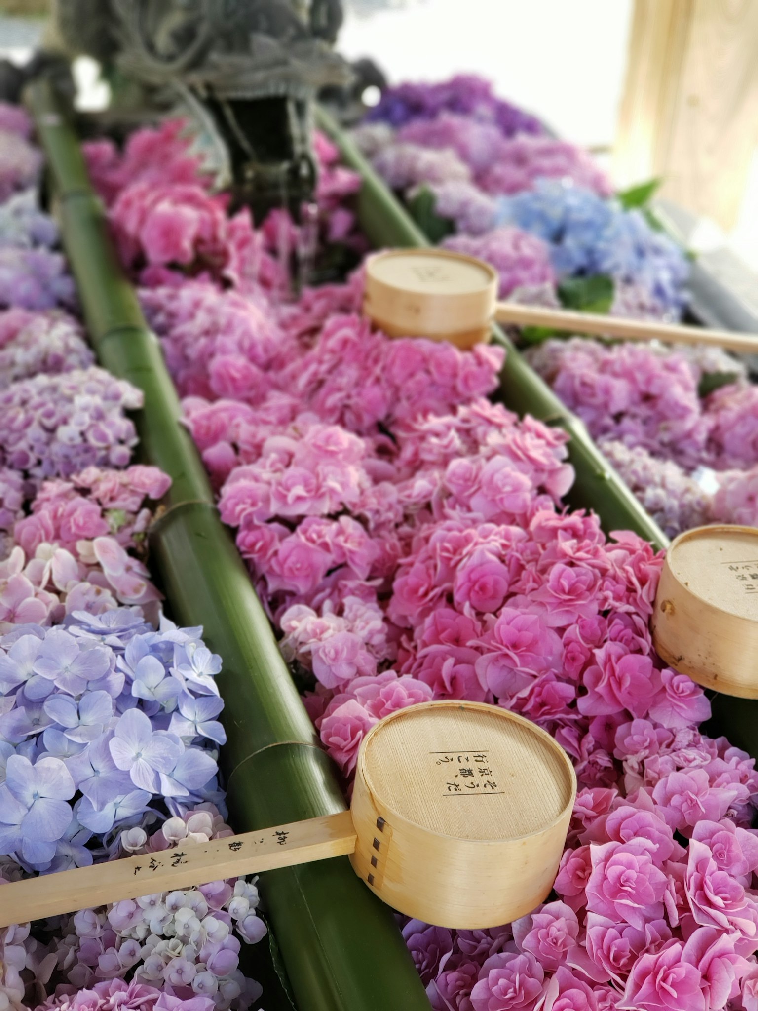 กลีบดอกไม้สีสันจัดเรียงบนไม้ไผ่พร้อมช้อนไม้