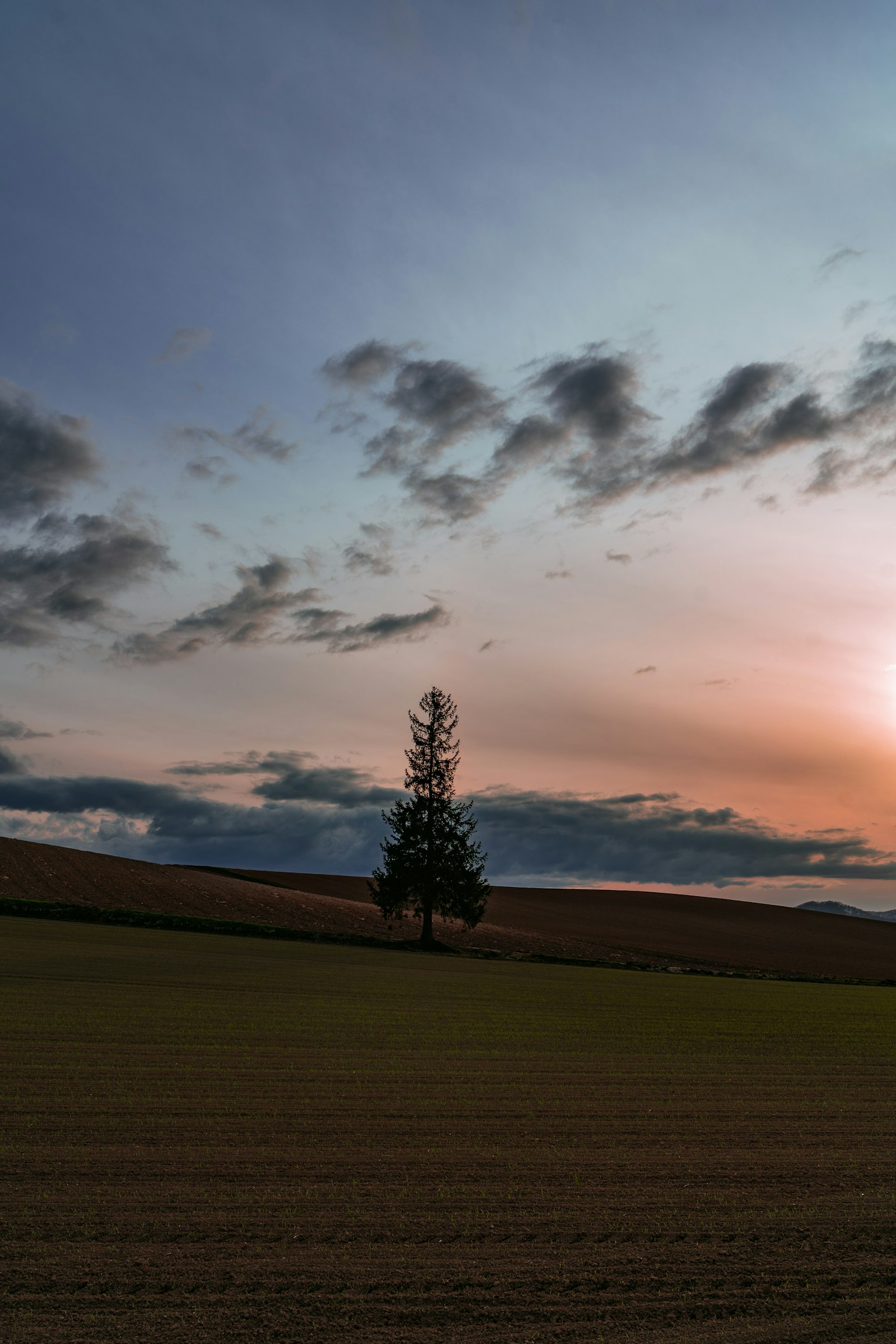 A solitary tree against a sunset sky with clouds and a grassy field