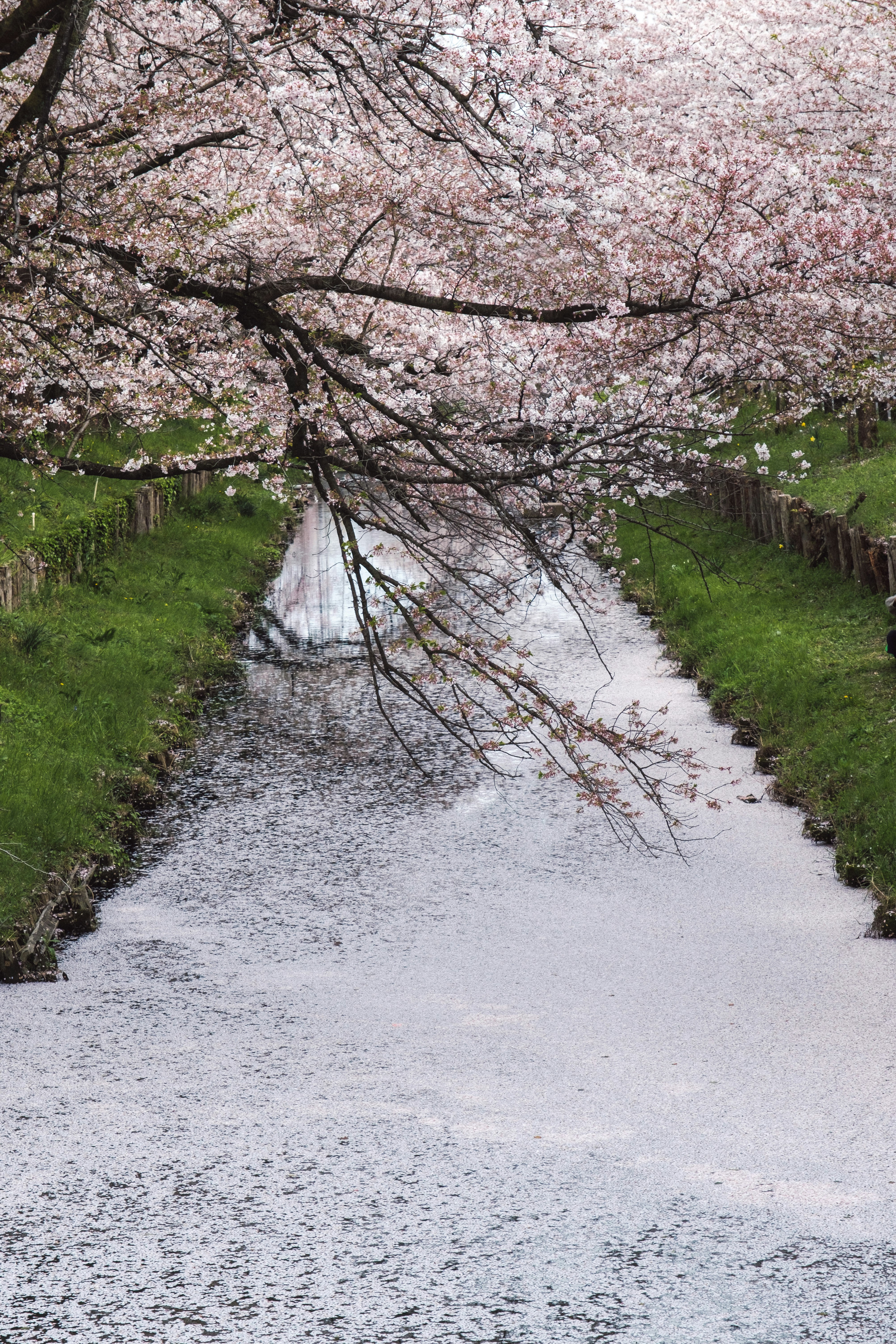 桜並木の小道に降り積もる花びらの景色