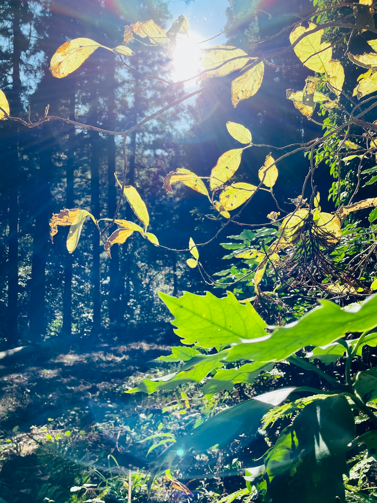 Sonnenlicht, das durch Bäume mit gelben und grünen Blättern filtert