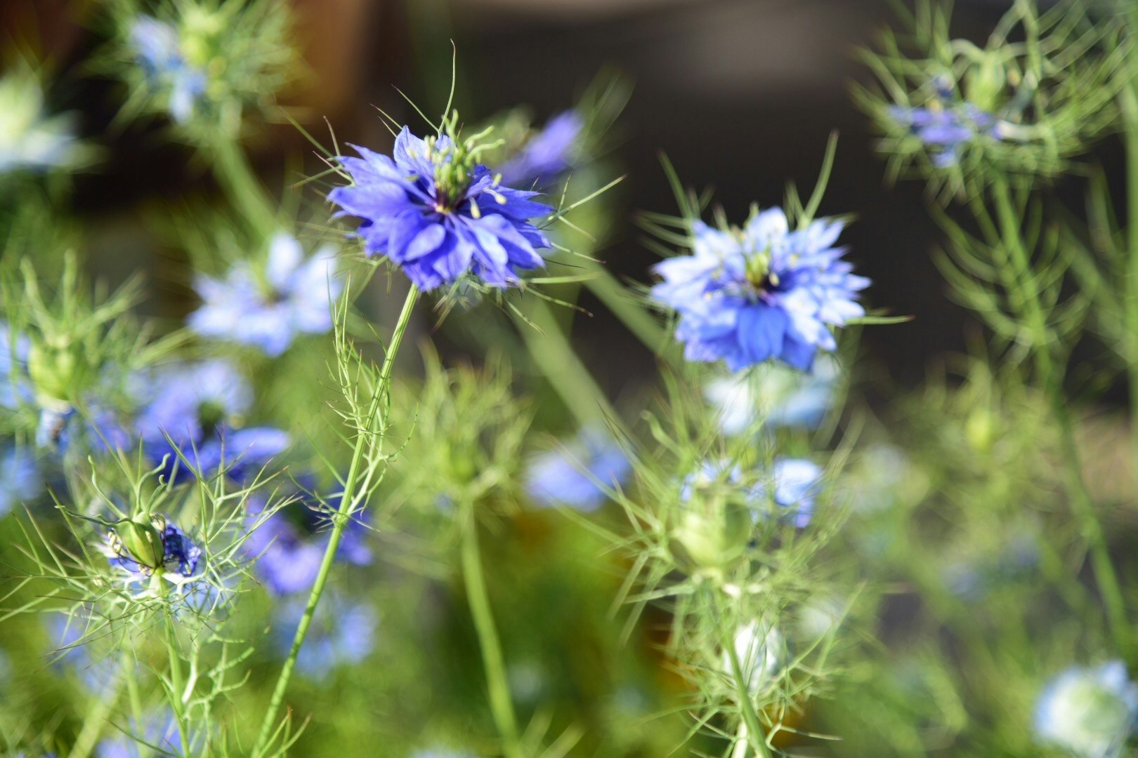 青い花と細い葉が広がる草地のクローズアップ