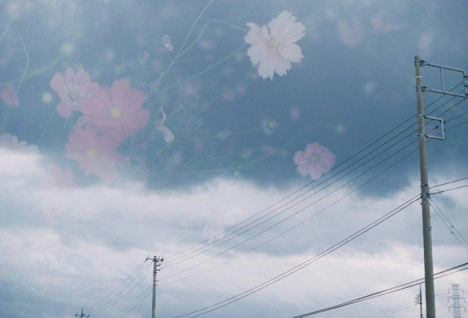 空に浮かぶ薄い雲と電線、桜の花びらのような花