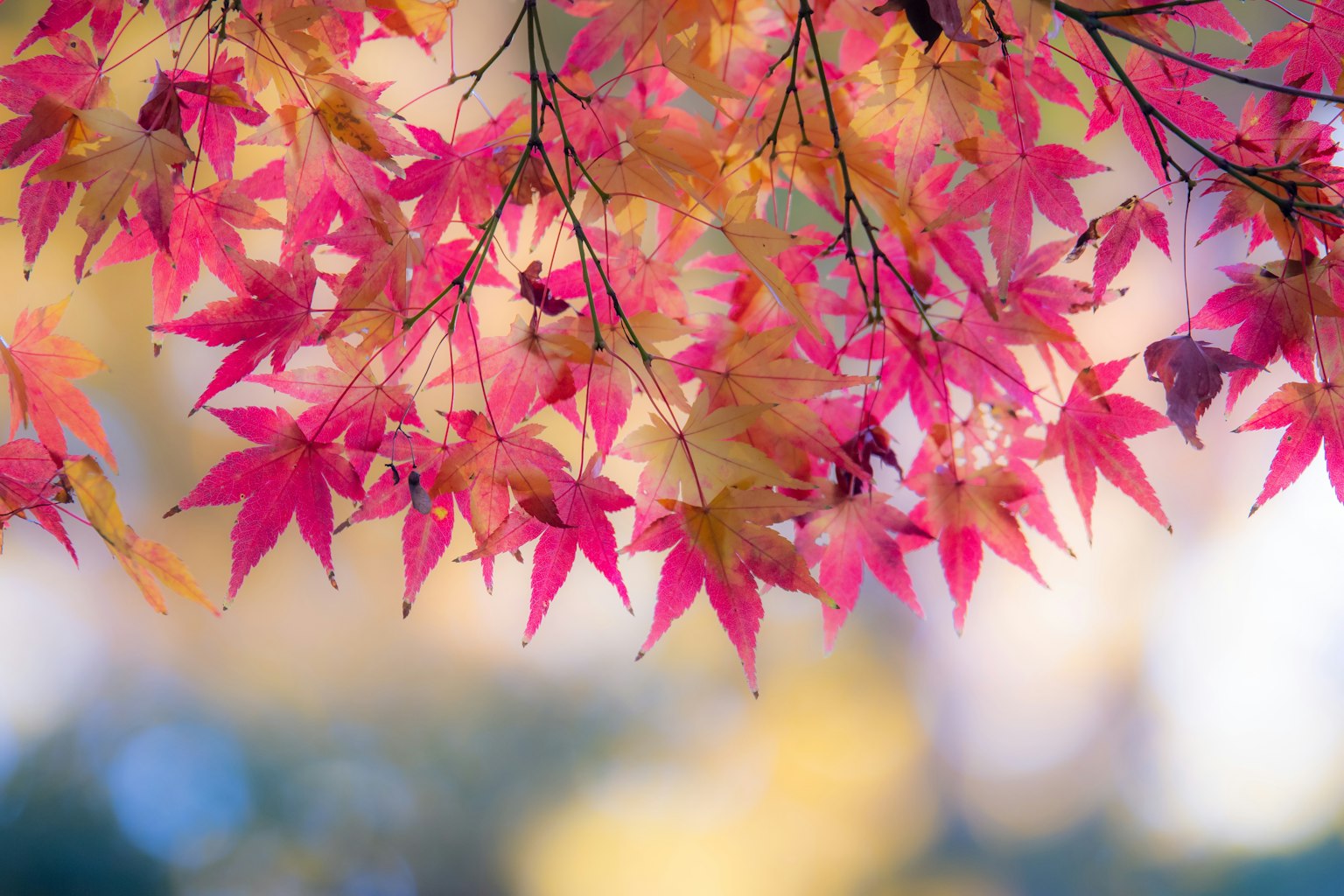 鮮豔的紅色和黃色楓葉與模糊背景