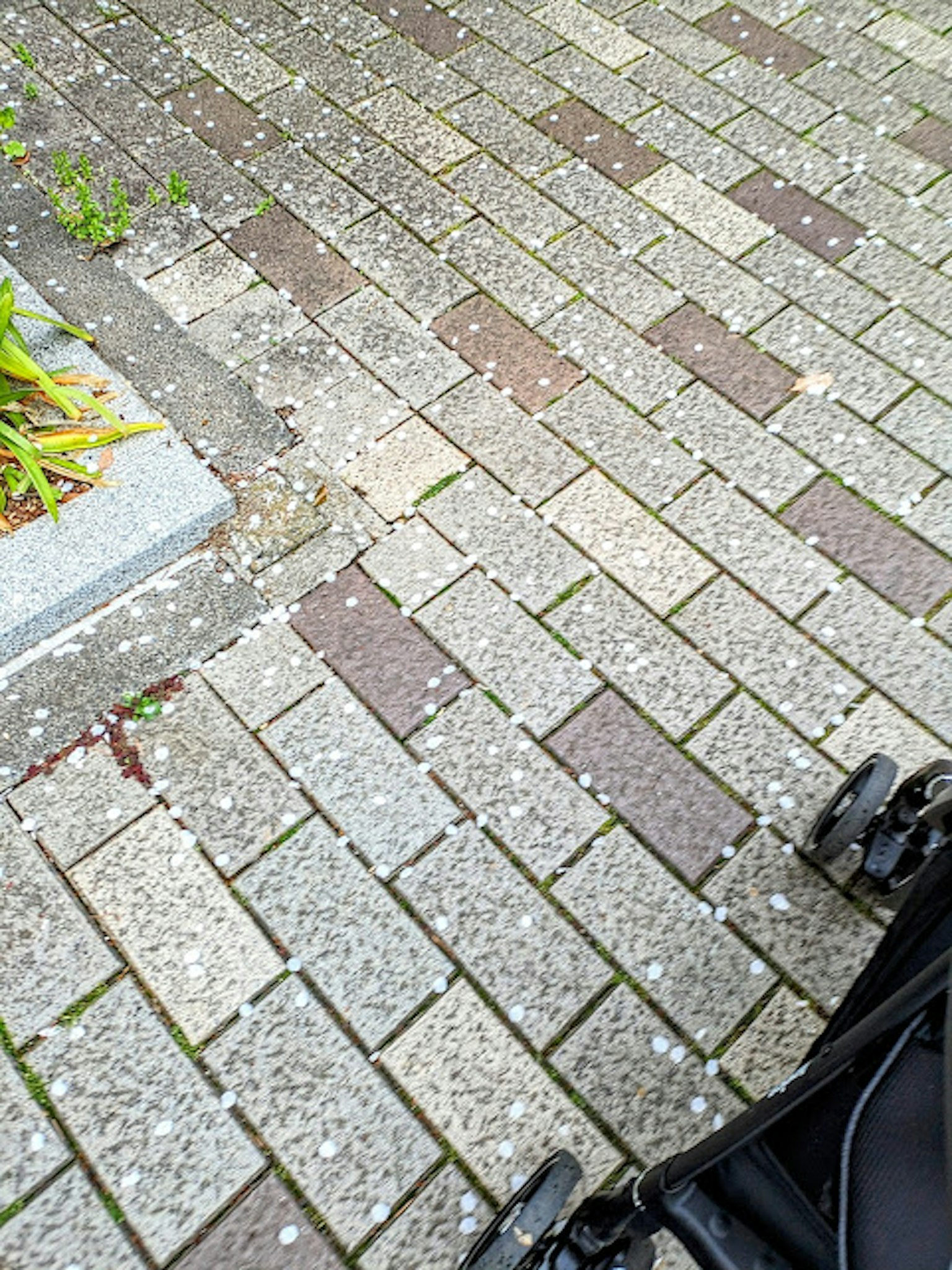 Paved path scattered with cherry blossom petals and grass