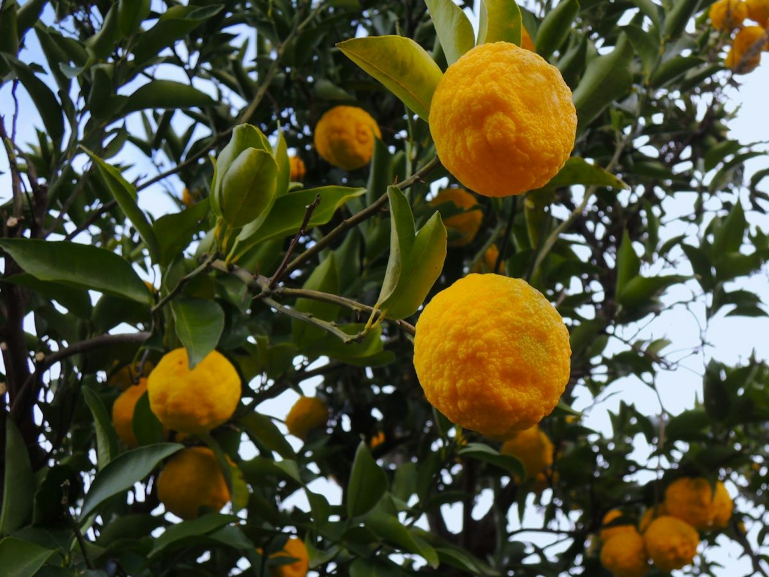 Gros plan d'une branche avec des fruits jaunes suspendus à un arbre
