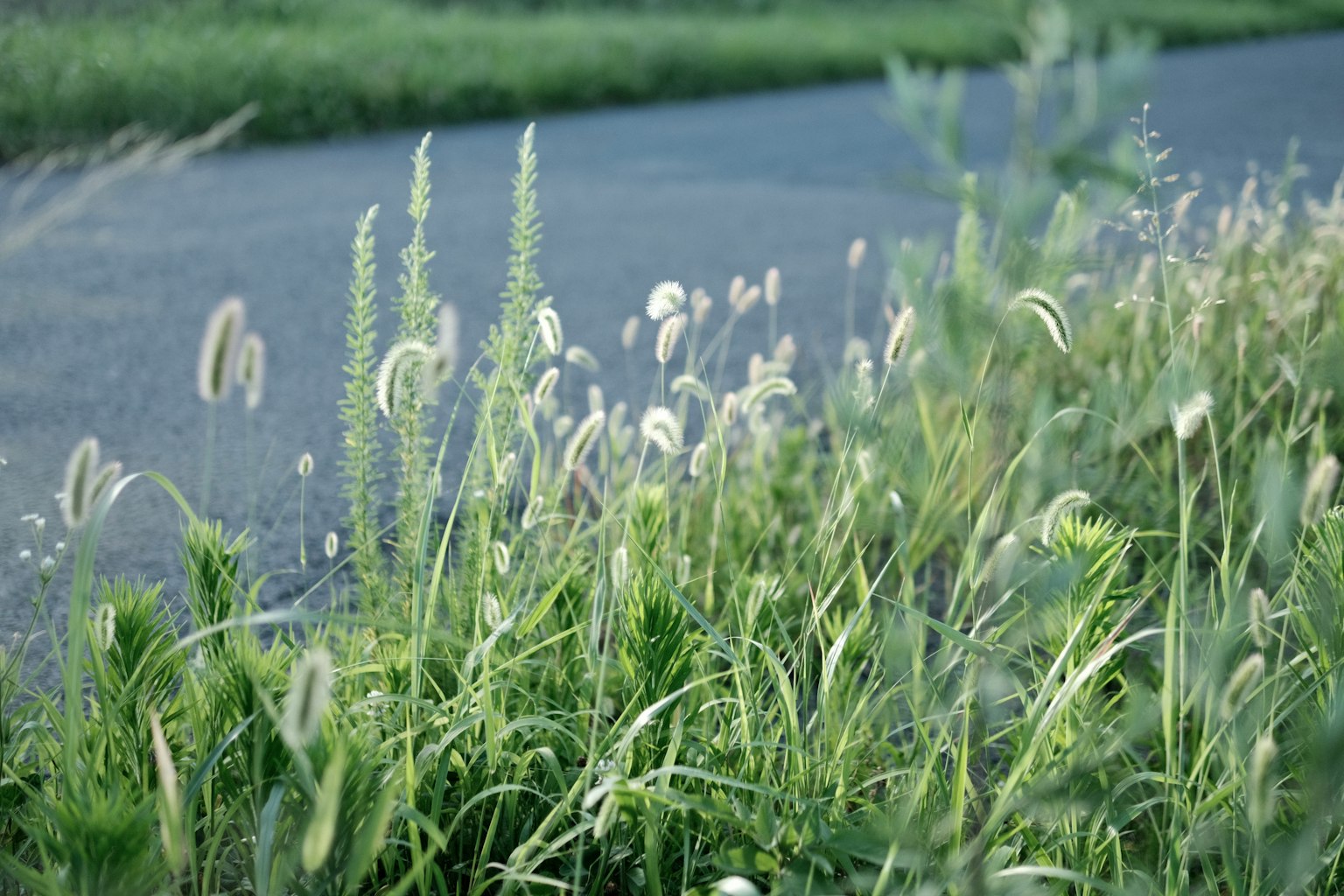 Pemandangan rumput dan jalan dengan rumput hijau dan gumpalan putih