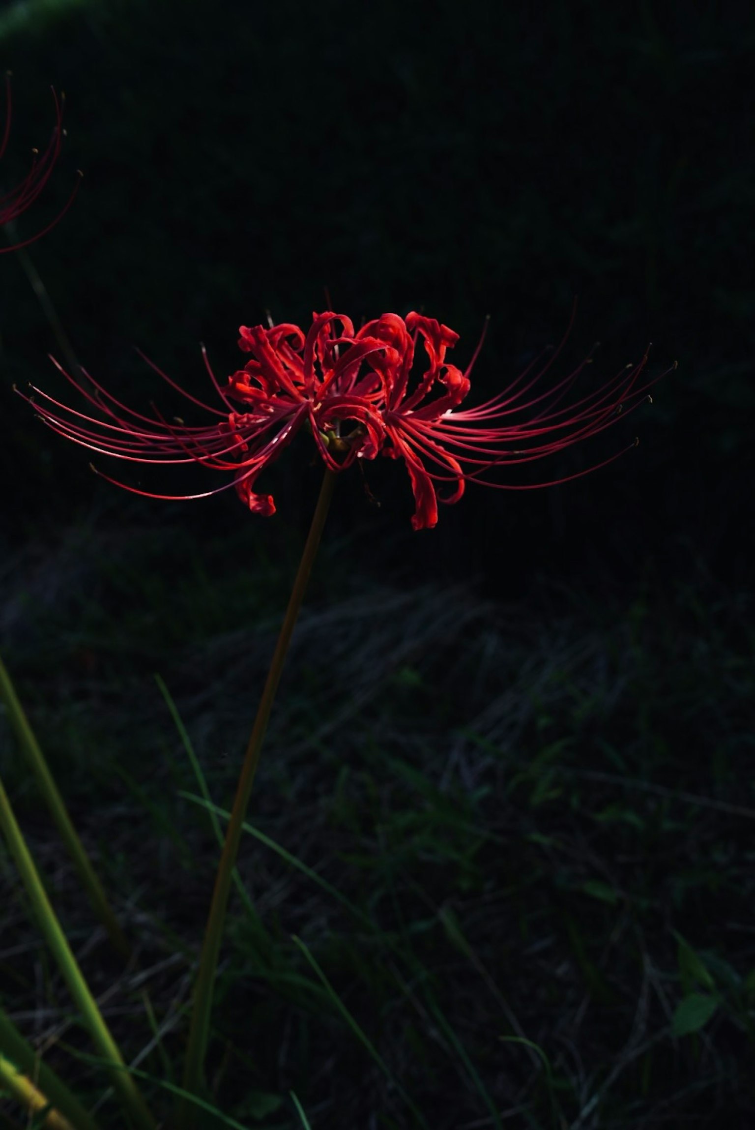 赤い彼岸花が暗い背景に映える