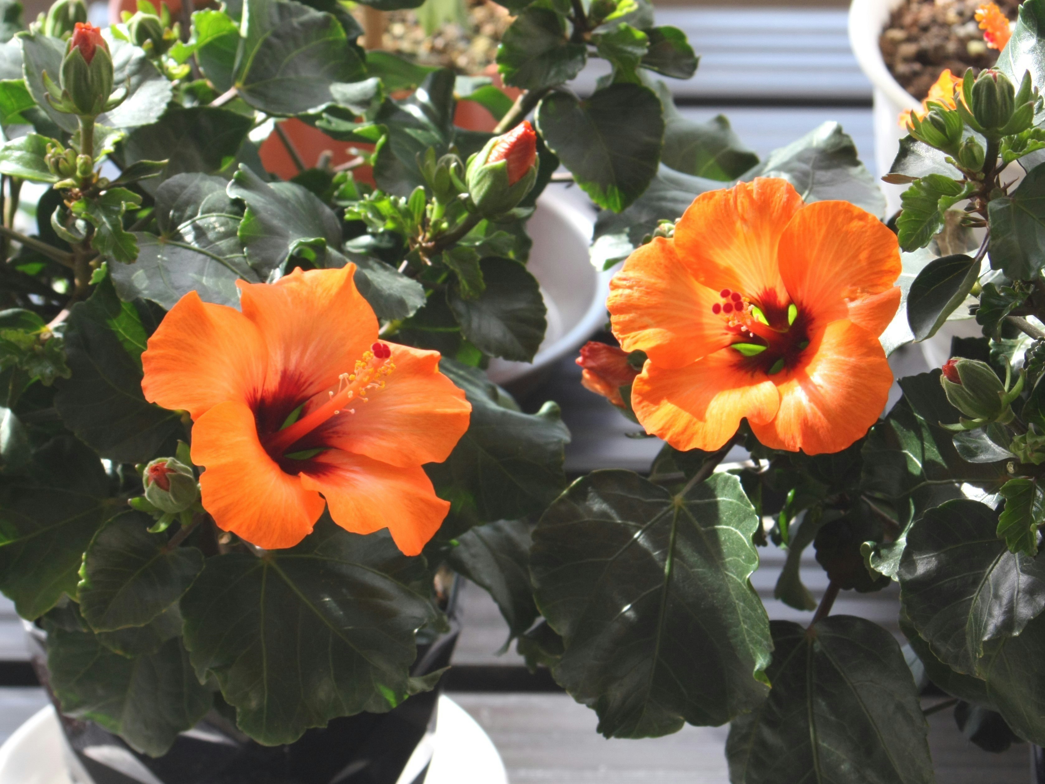 オレンジのハイビスカスの花が咲く鉢植えの葉と花