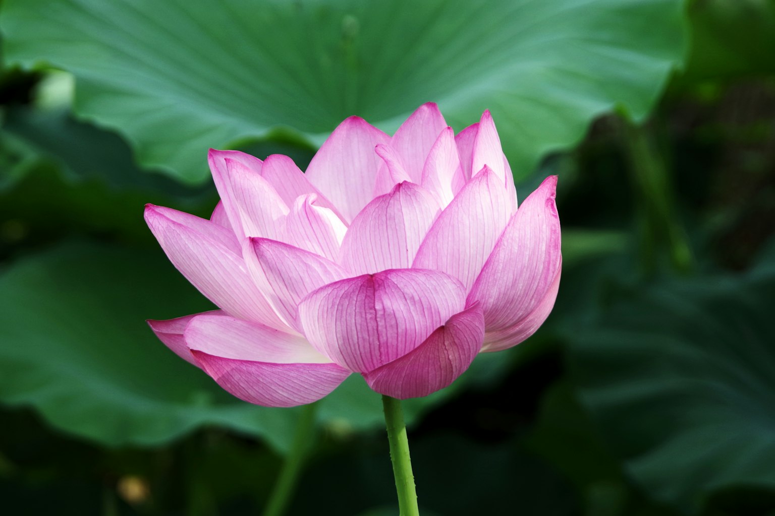 아름다운 분홍색 연꽃이 초록색 잎 사이에서 피어나다