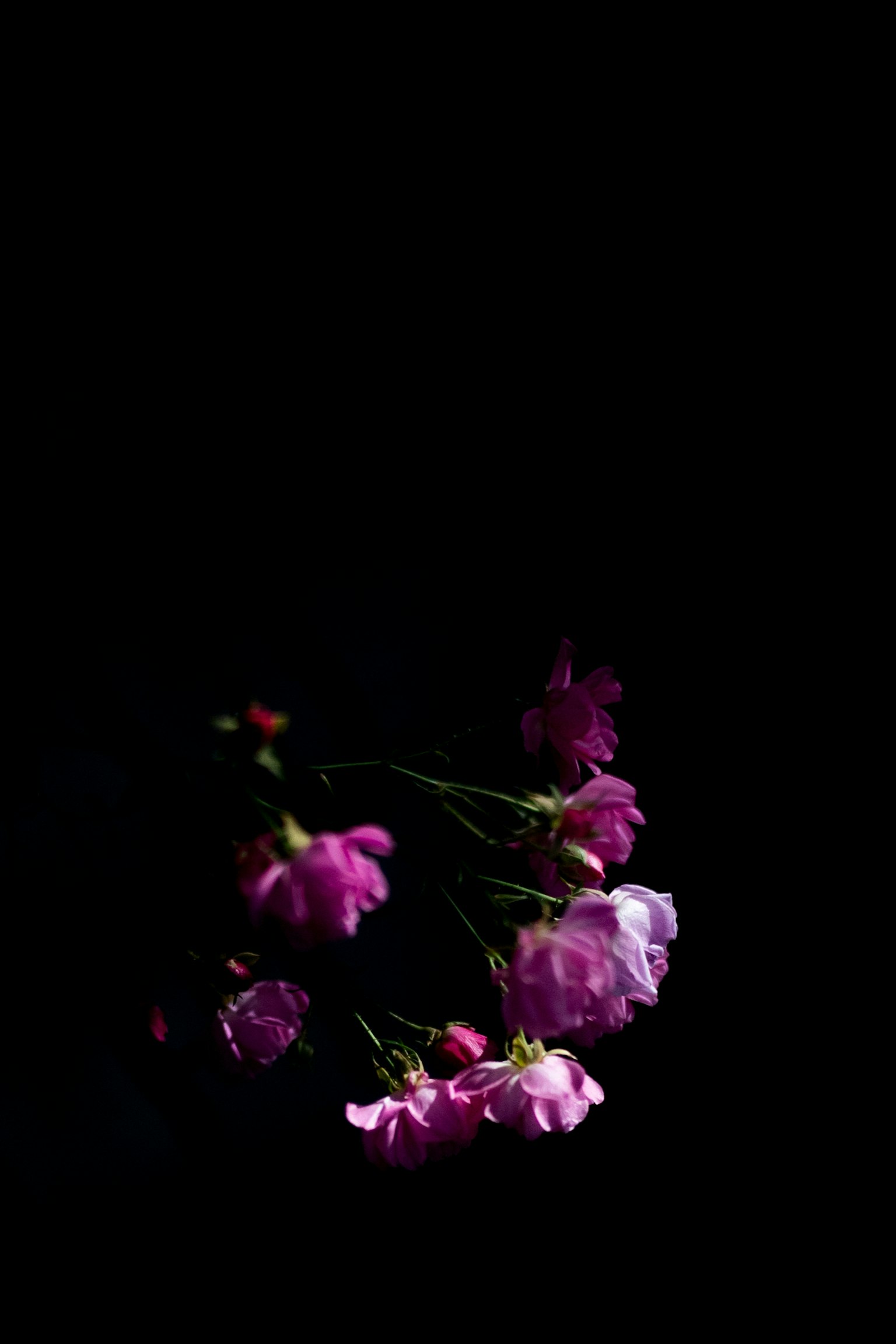 Fleurs colorées flottant sur un fond noir