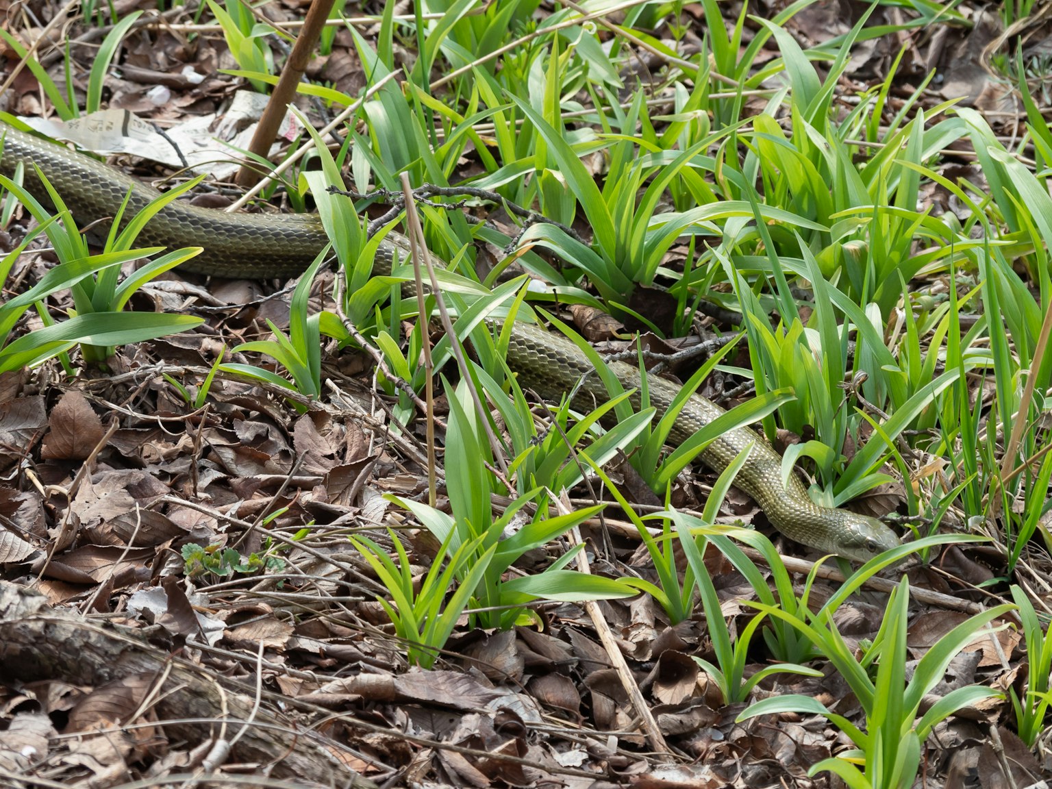 Ular yang tersamar di antara rumput hijau