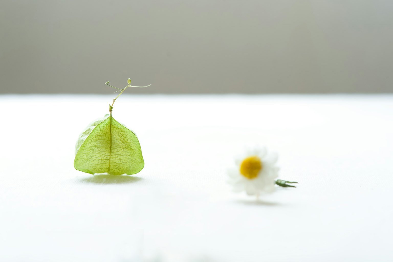 Une image simple avec une feuille verte et une fleur blanche côte à côte