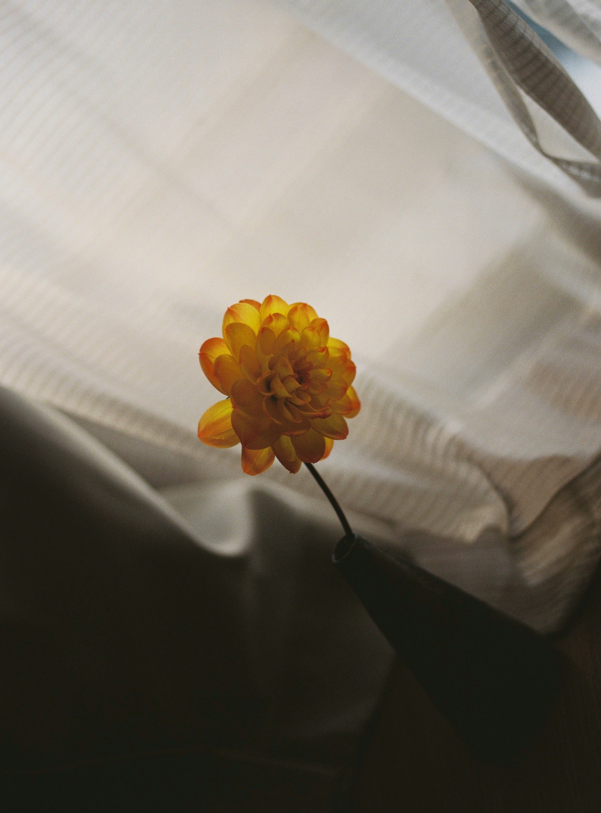 白い布のしわに寄り添う黄色い小さな花のクローズアップ