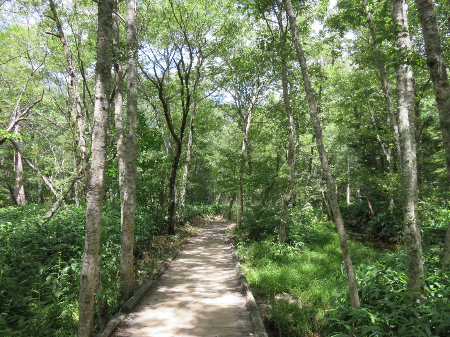 Ein Weg, der durch einen üppigen grünen Wald führt