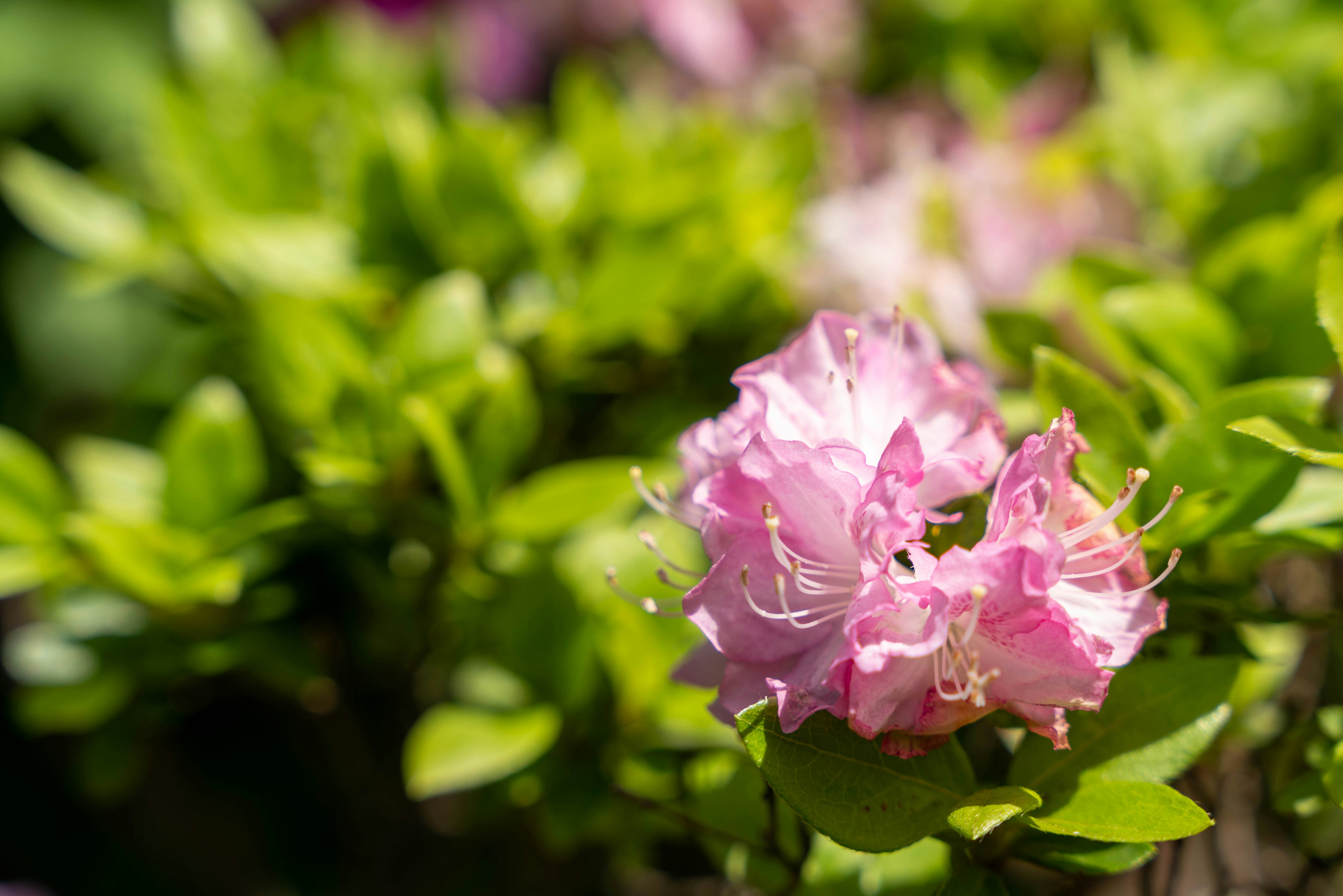ピンクのツツジの花が咲く庭の緑の中のクローズアップ