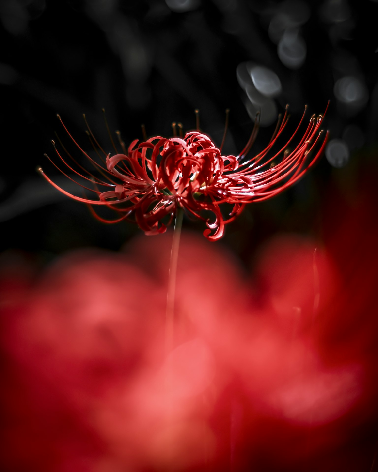 Un fiore rosso vibrante si staglia su uno sfondo scuro