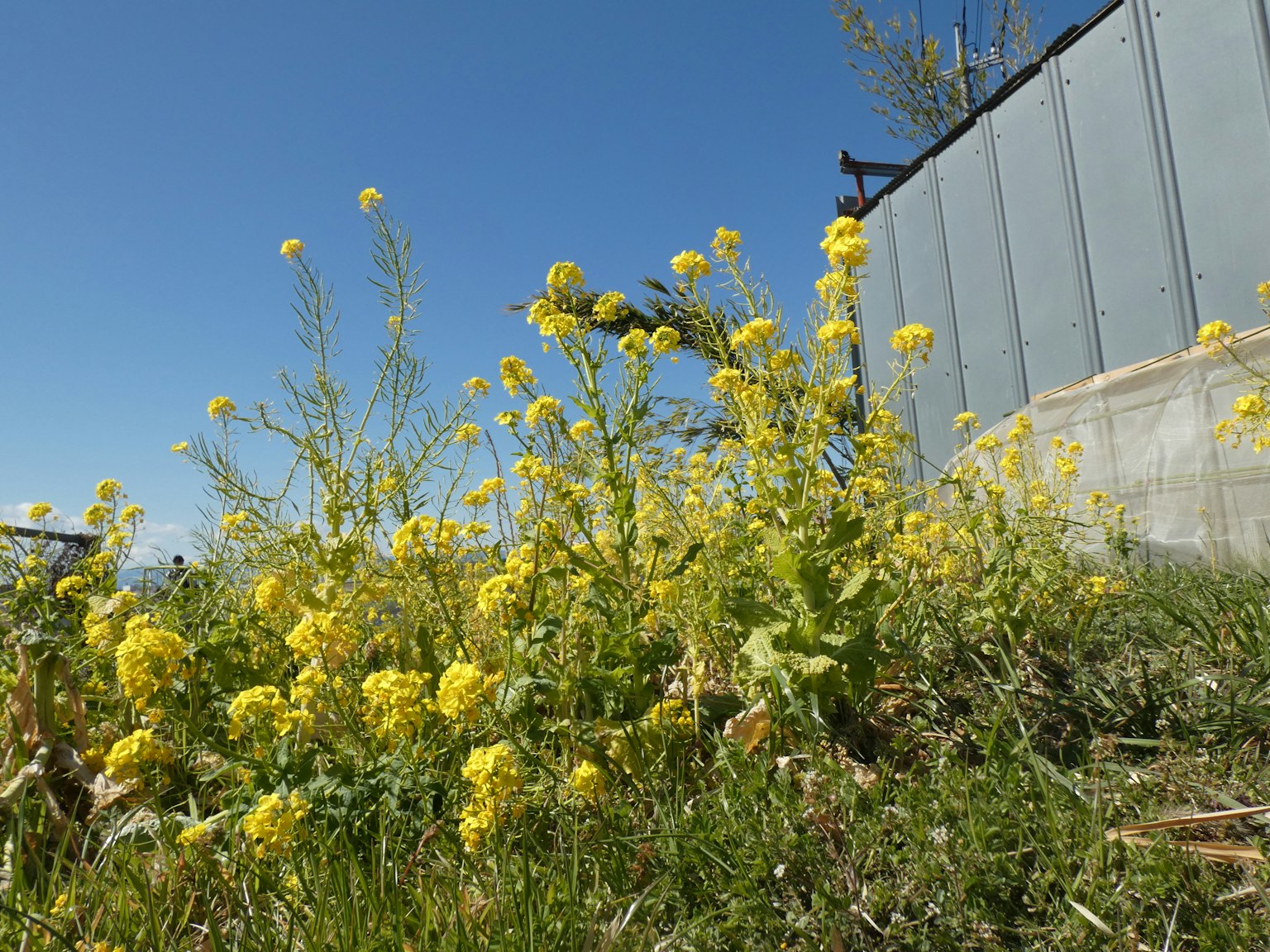 Image of yellow flowers blooming on grassy ground under blue sky