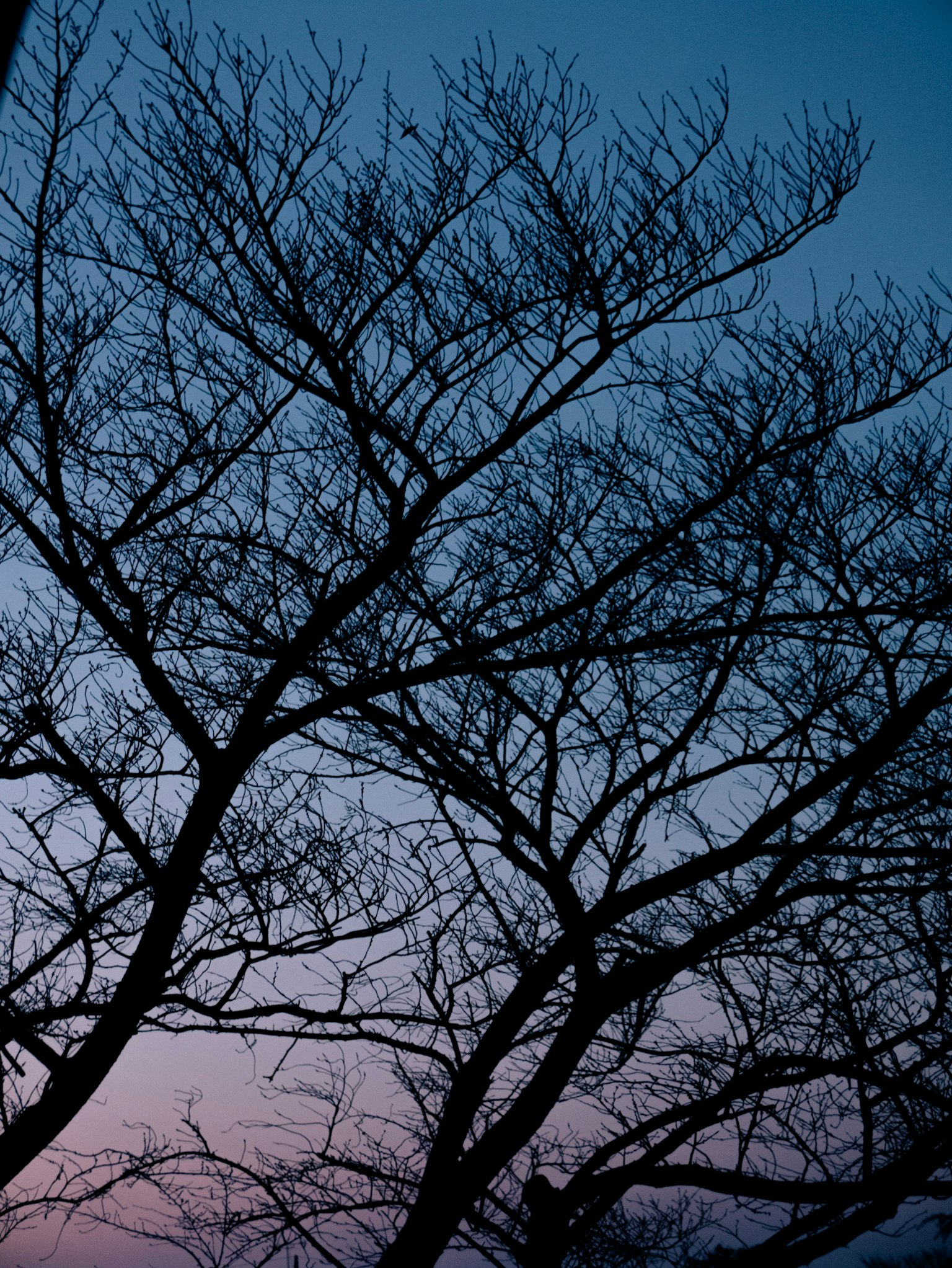 Silhouette di un albero spoglio contro un cielo crepuscolare