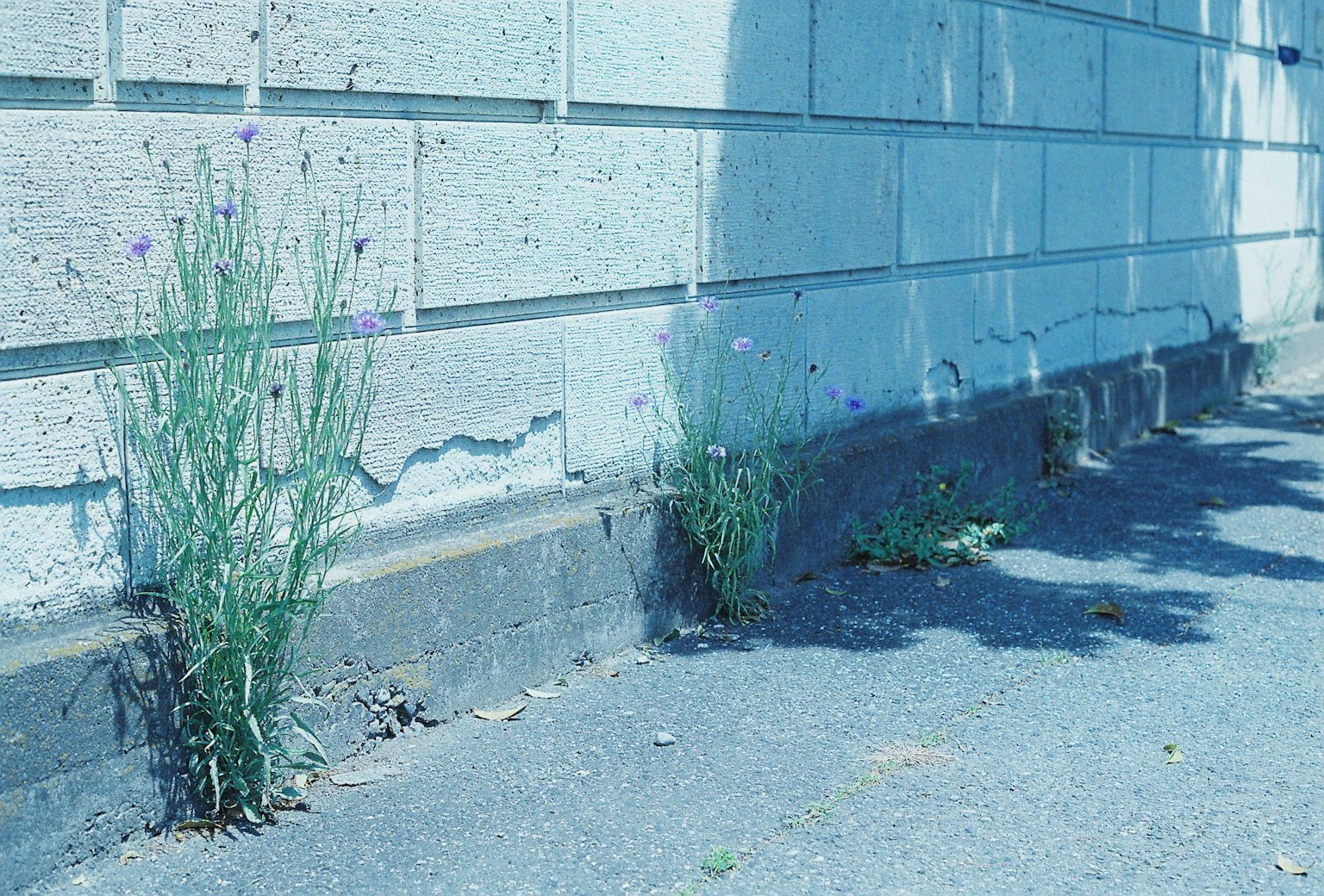 Pequeñas flores moradas y hierba verde creciendo cerca de una pared azul