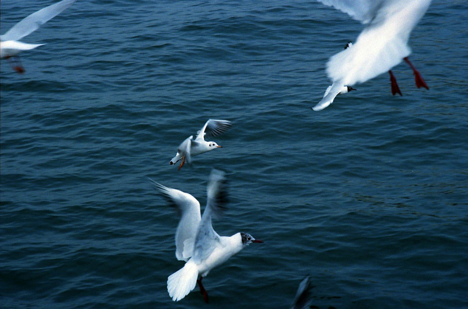 Gaviotas blancas volando sobre el agua del océano