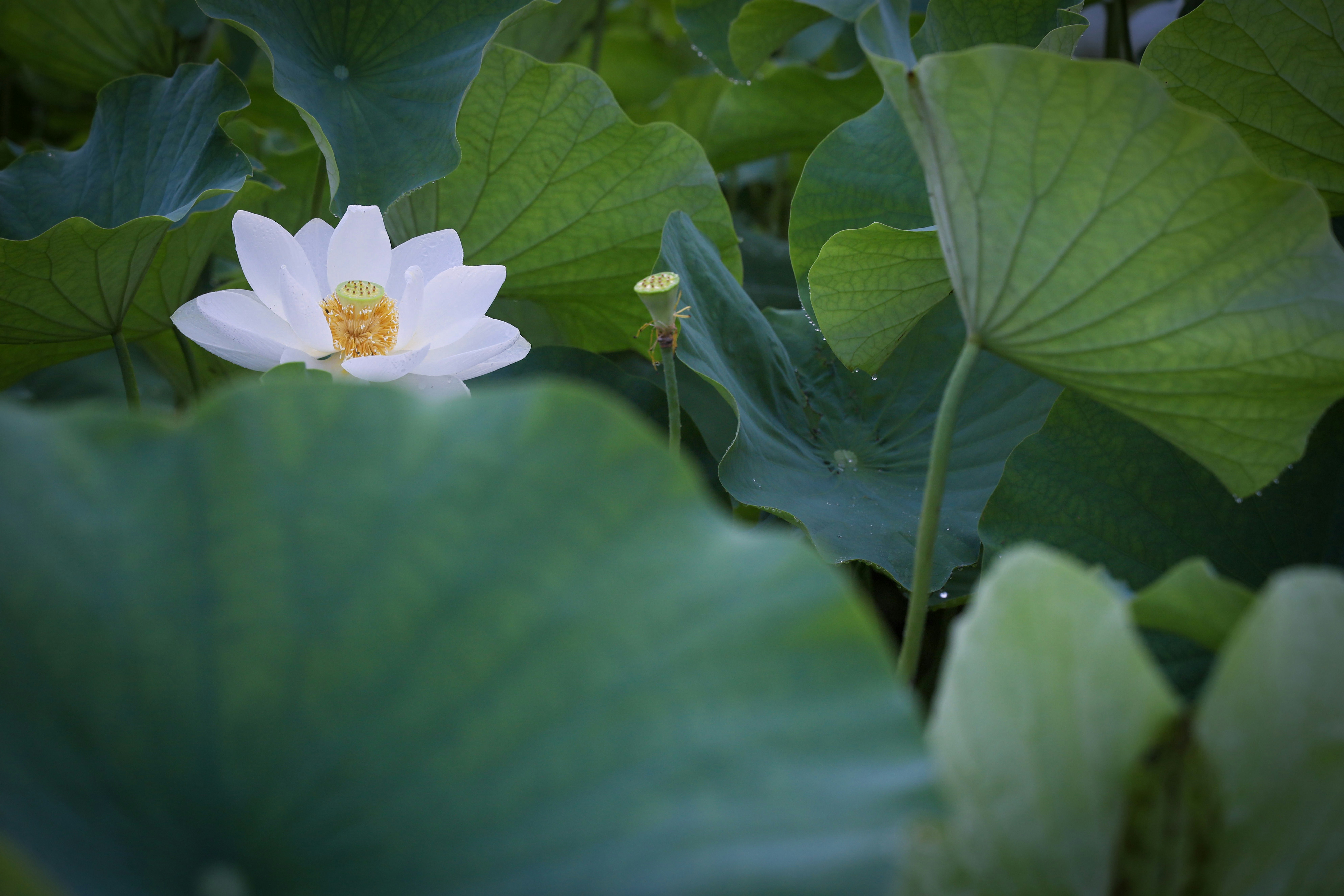 蓮の花と白蓮の初夏の水辺のような花景色