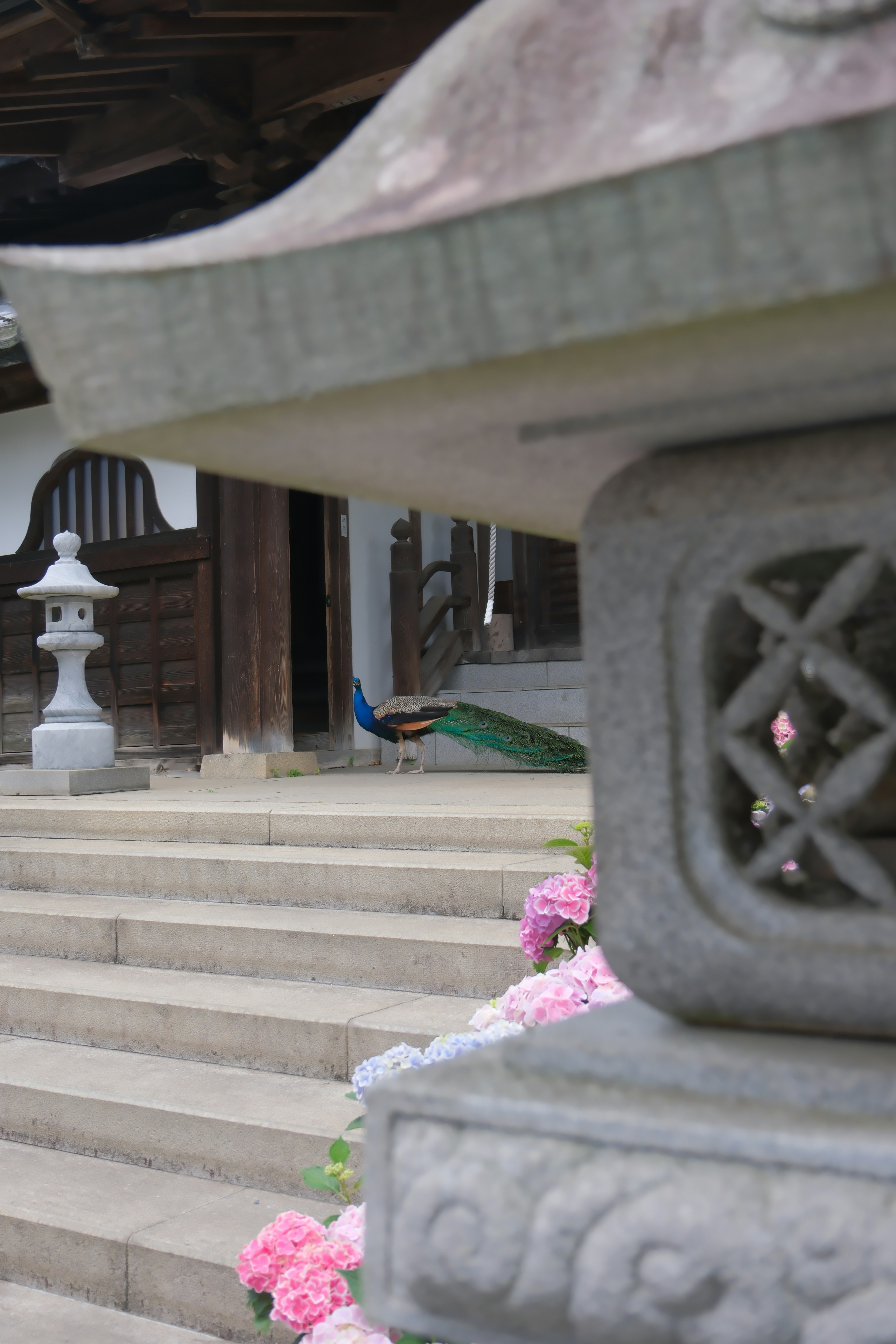 石段とアーチ状の門の前に咲くピンクの花