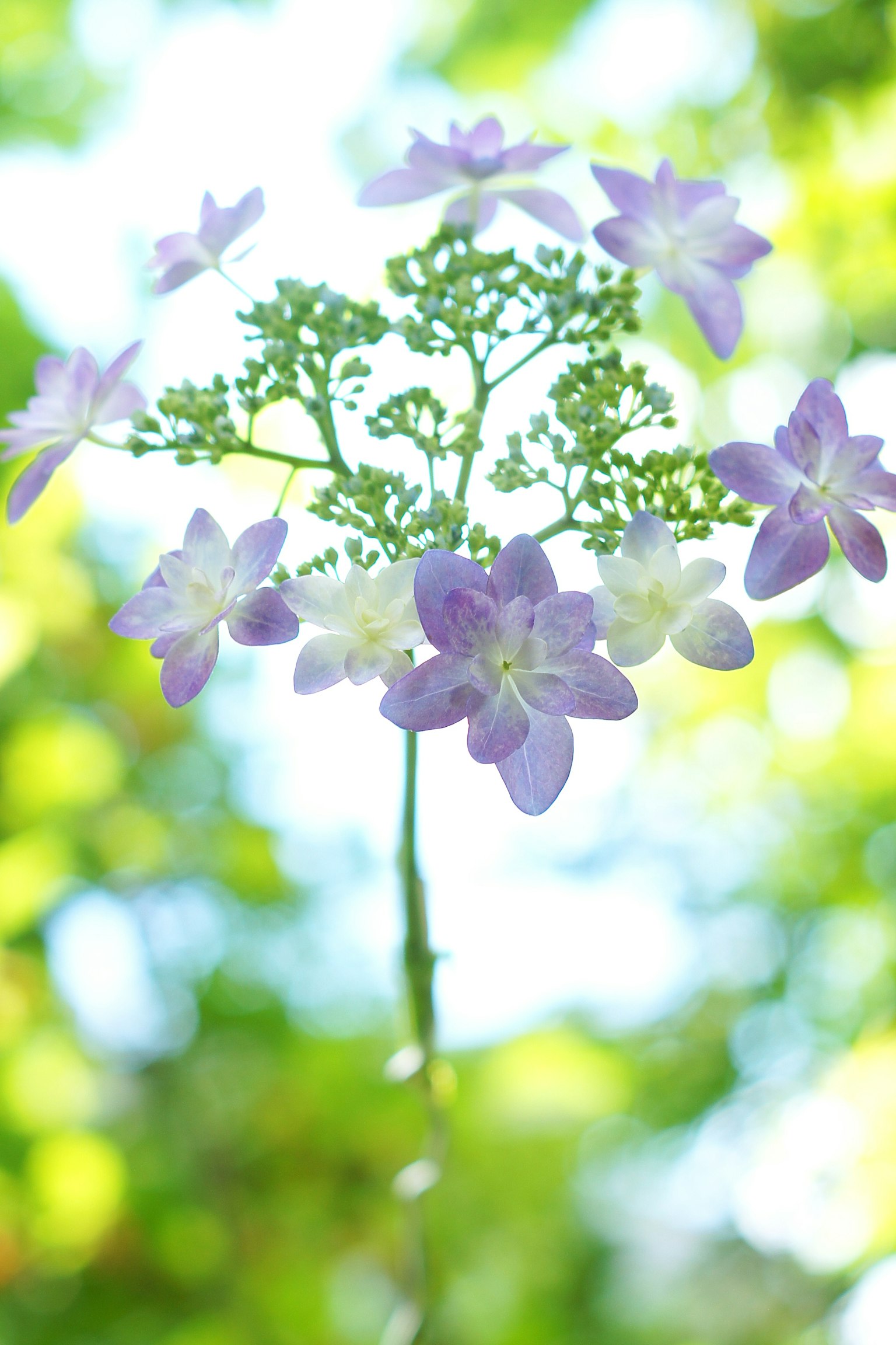 Foto de una planta con flores moradas contra un fondo verde difuminado