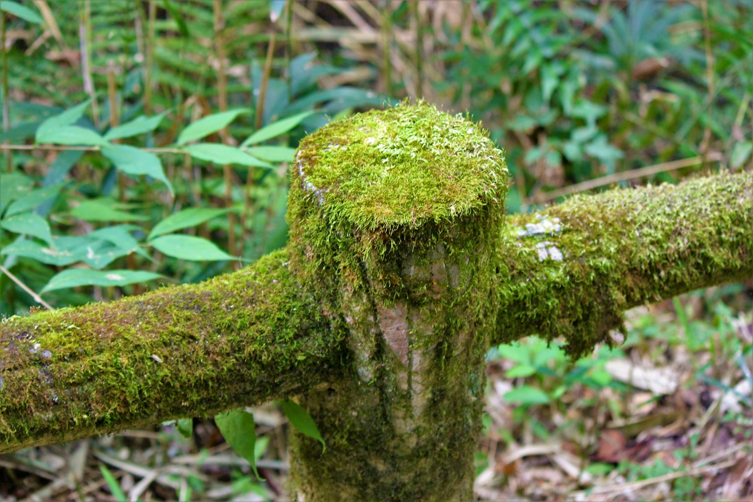長滿苔蘚的樹幹和森林中的綠葉