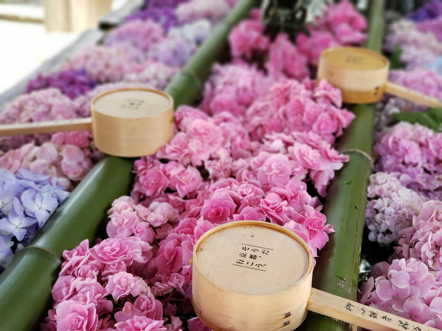 Una vibrante exhibición de pétalos de flores coloridos rodeados de bambú
