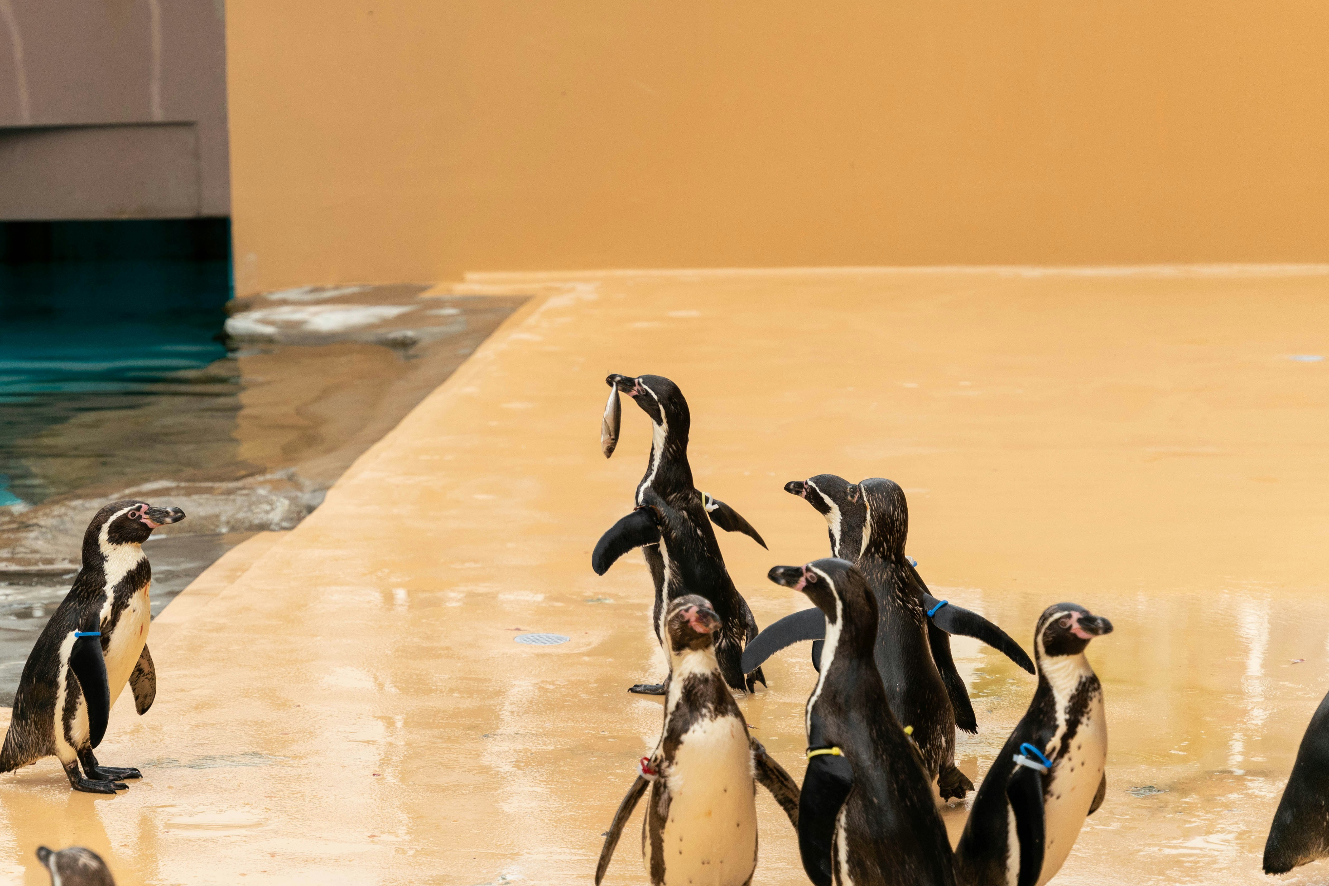 水辺の岸に集まるペンギンの群れ