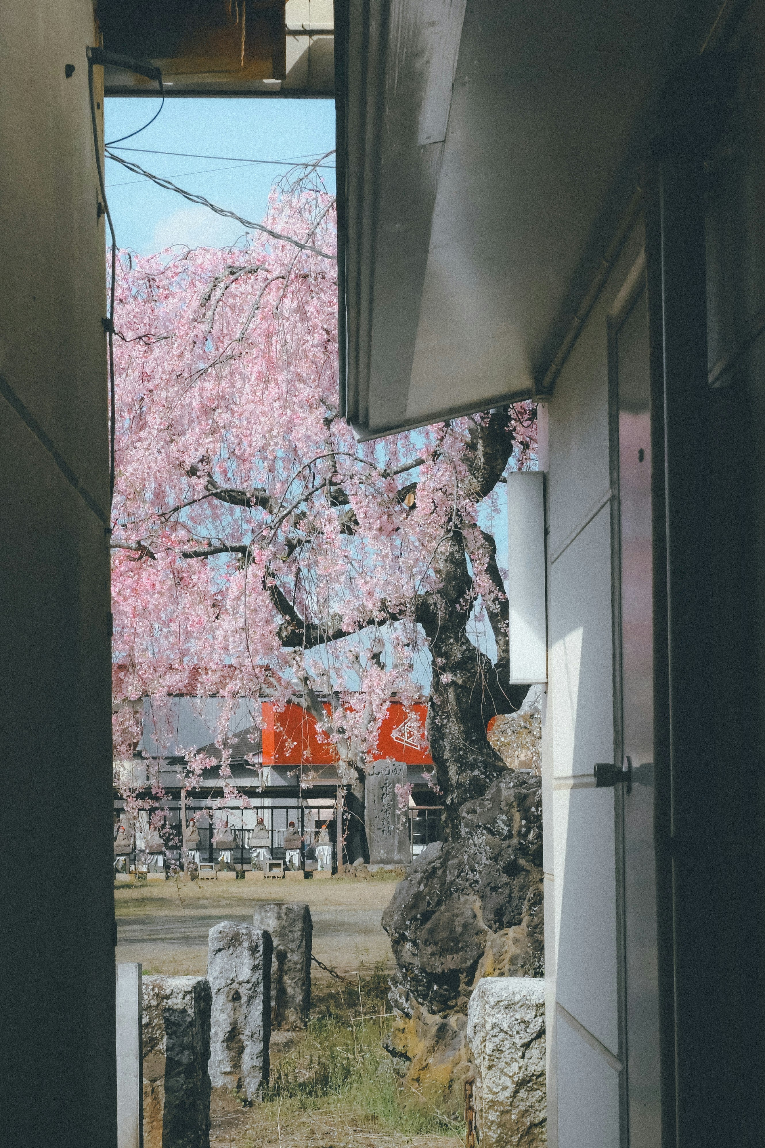 建筑入口望向庭院的樱花树与石径