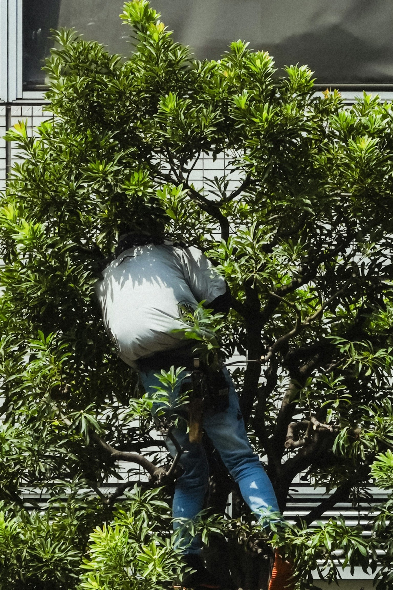 在树上工作的人员