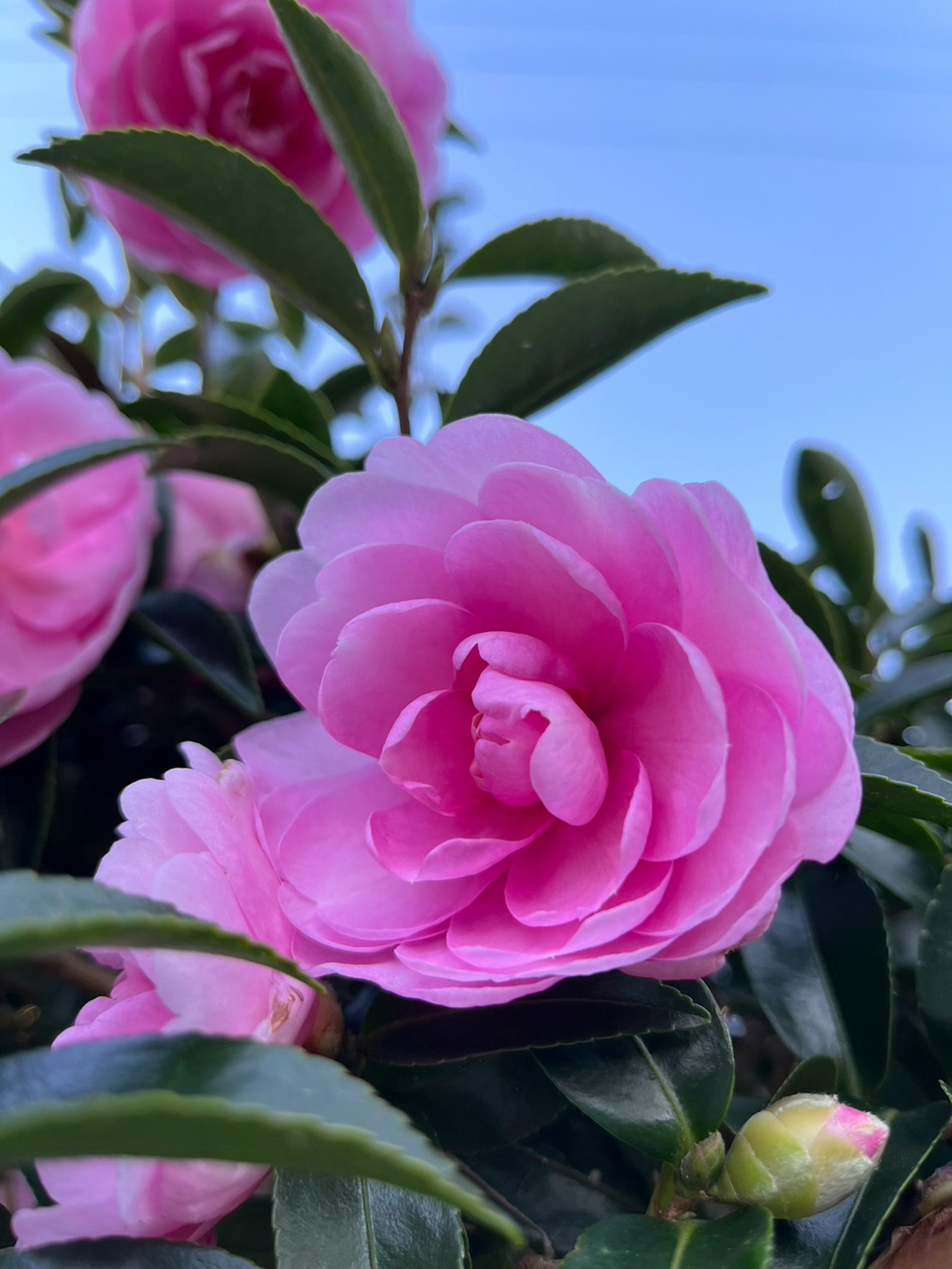 植物上美丽粉色花朵的特写