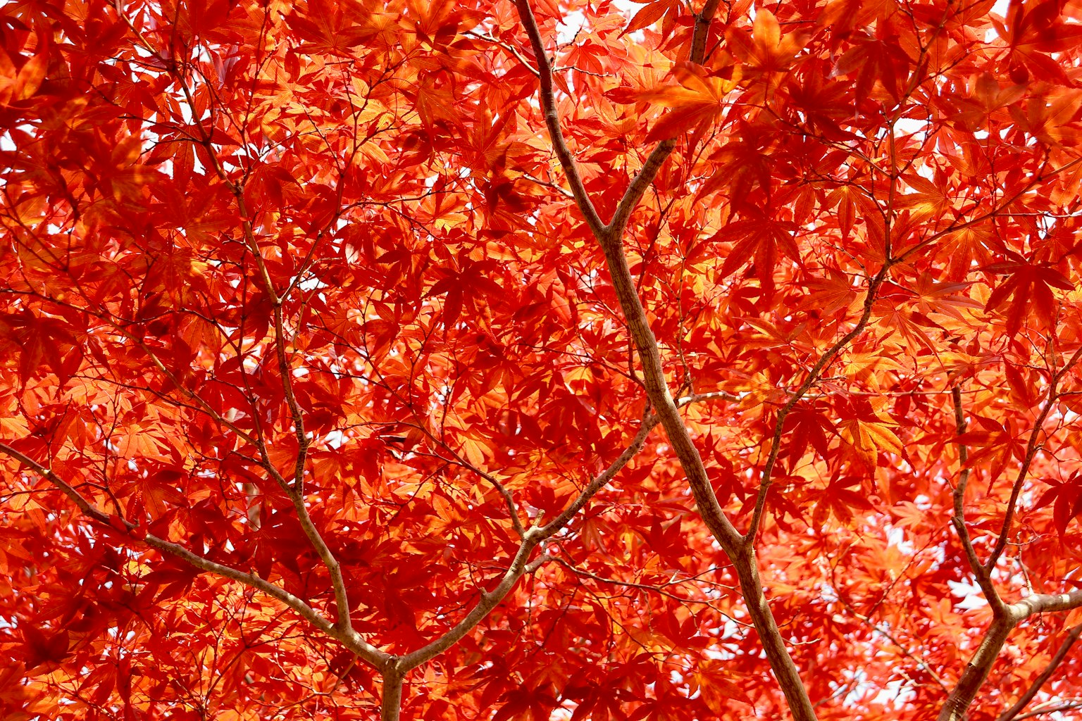 紅色葉子的樹枝特寫