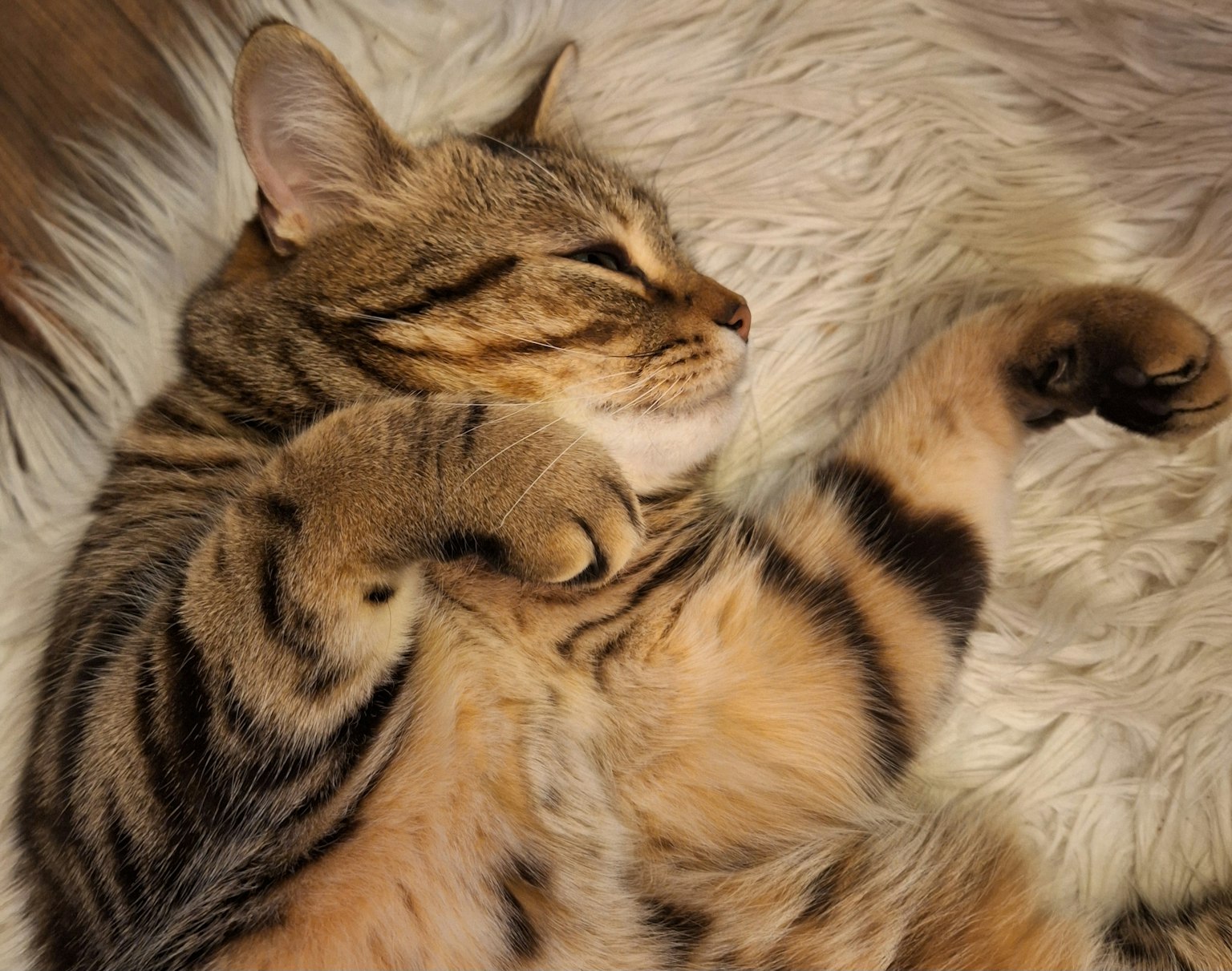 Braun gestreifter Kater liegt auf einer flauschigen Oberfläche